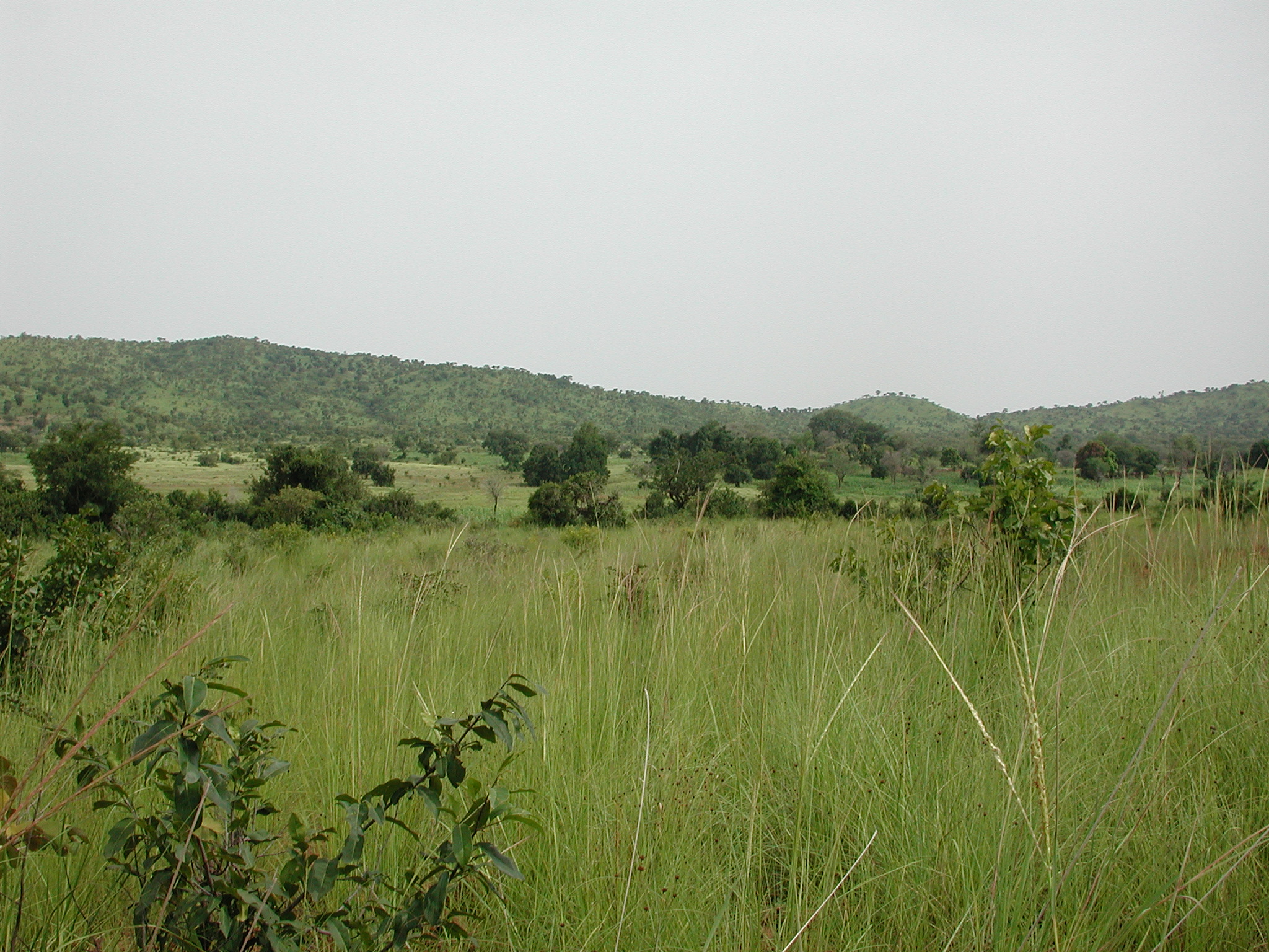 Savanna near Gbomblora Department, on the road from Gaoua to Batié.