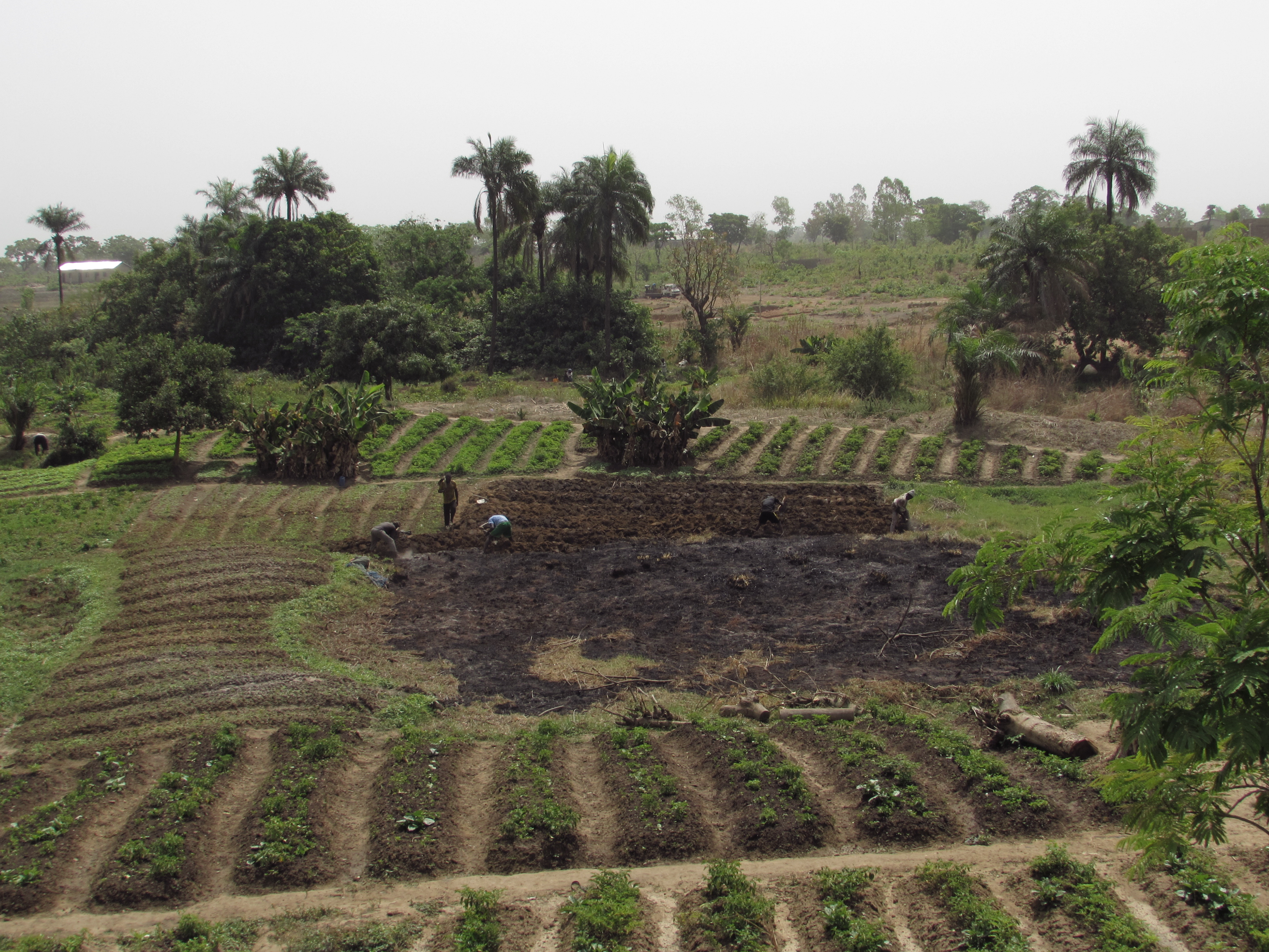 Pertanian ekstensif di utara Benin, dekat Djougou. Ini juga menunjukkan kondisi jalan di beberapa area.