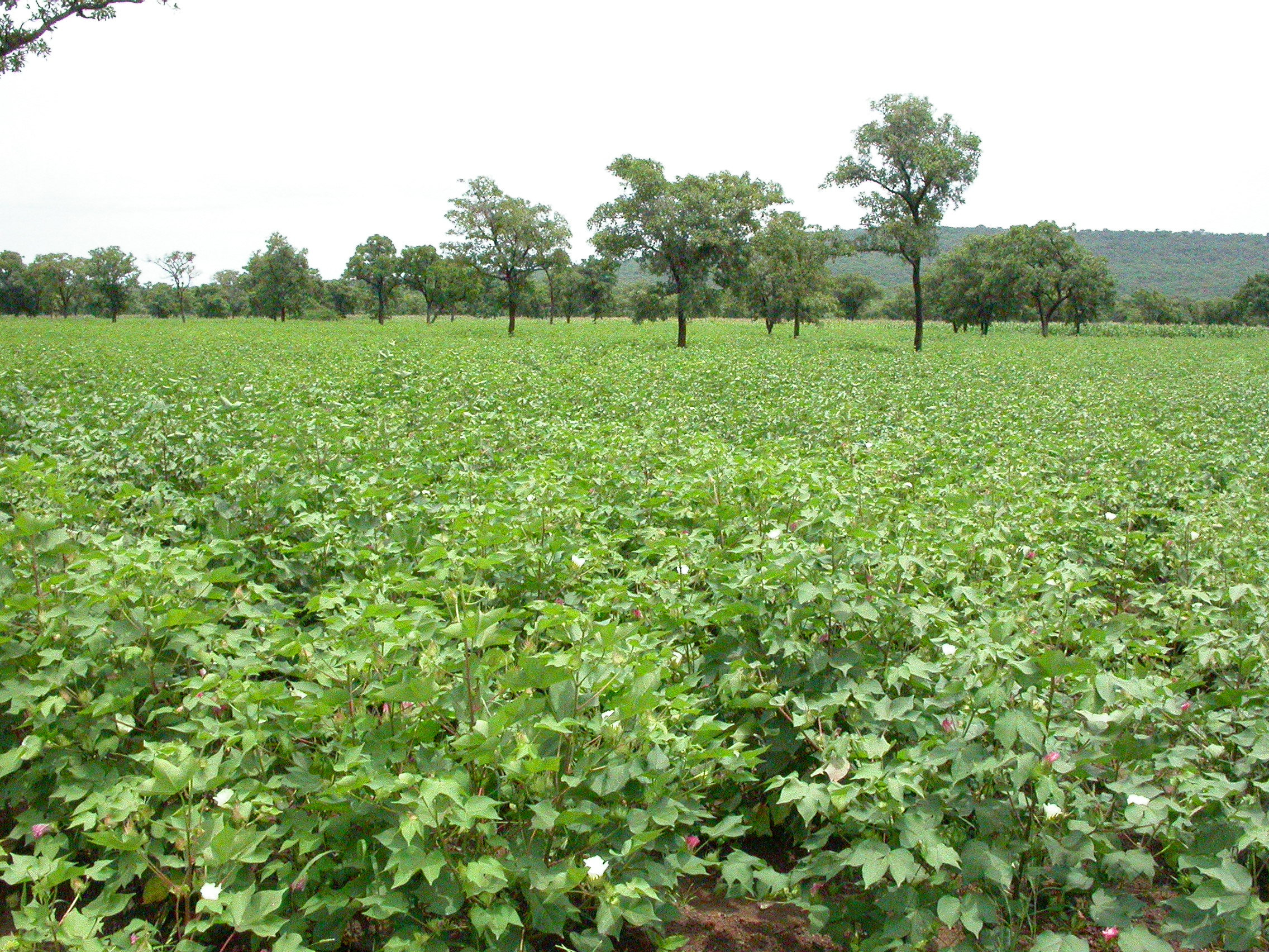 Ladang kapas di Benin utara.