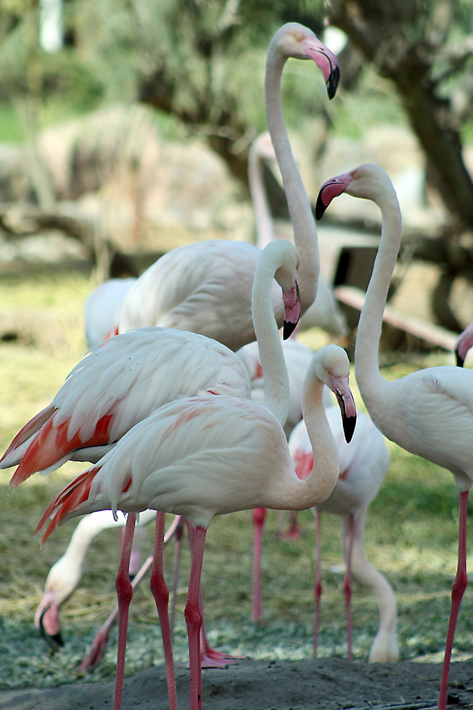 Flamingo besar (Phoenicopterus roseus) adalah hewan asli Bahrain.