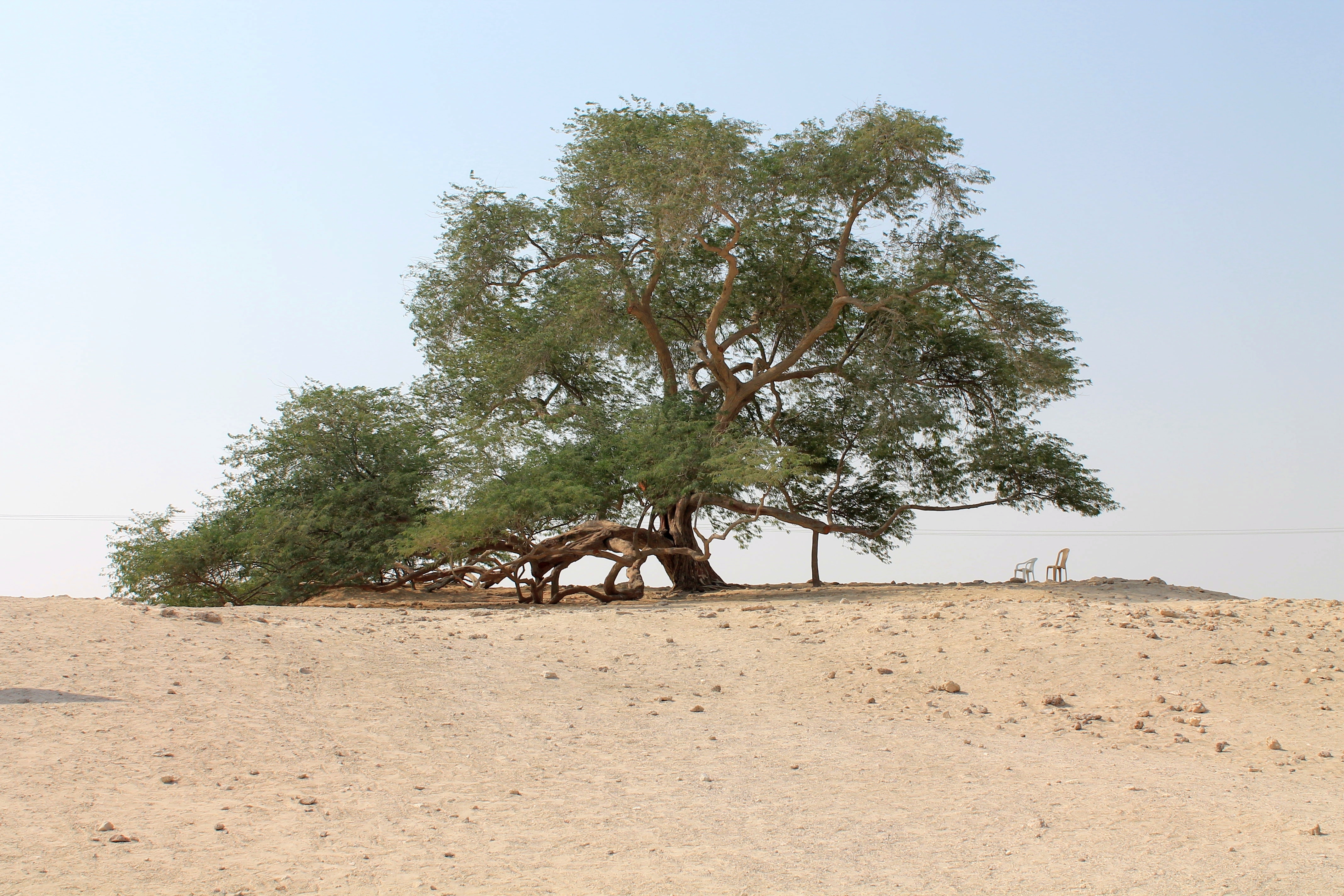Pohon Kehidupan, pohon Prosopis cineraria setinggi 9.75 m yang berusia lebih dari 400 tahun