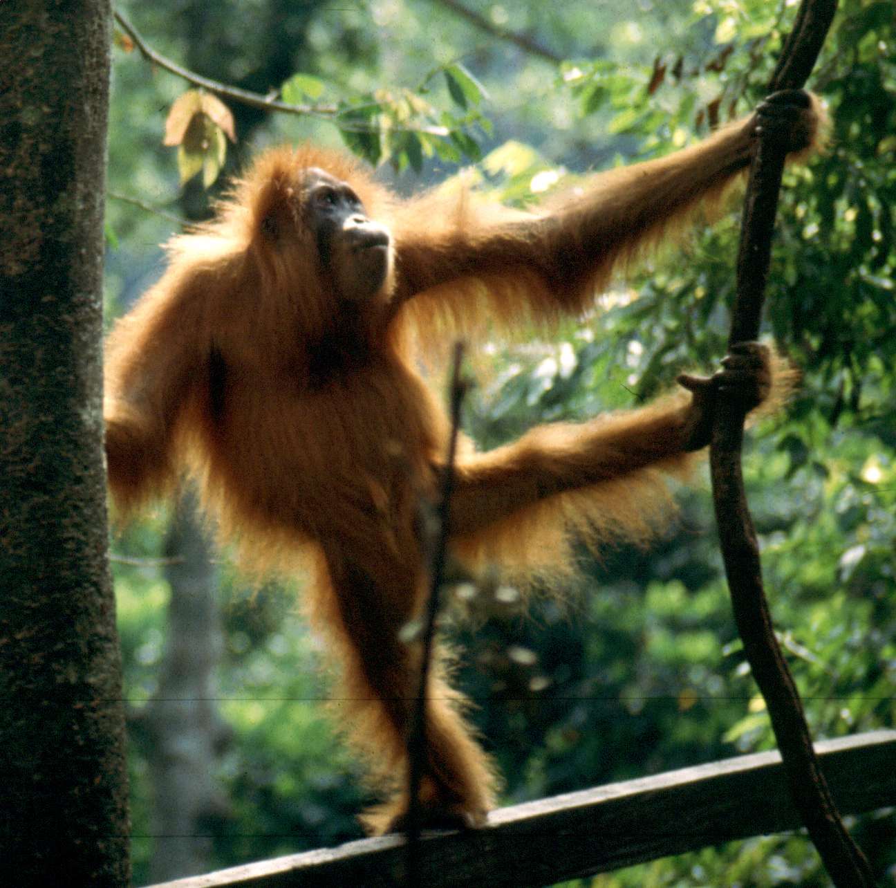 Orang utan