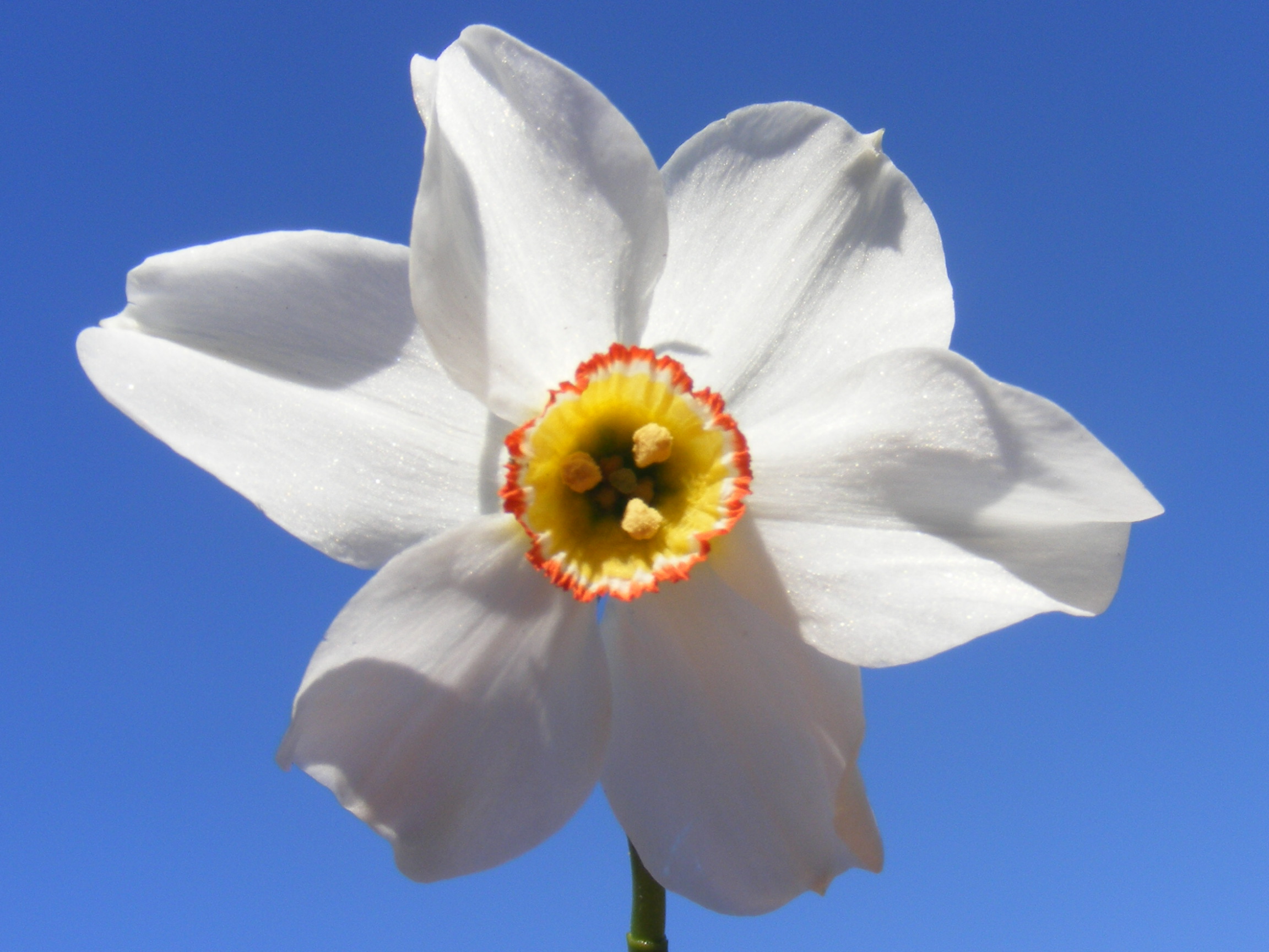 Bunga Grandalla (Narcissus poeticus), simbol kebangsaan Andorra