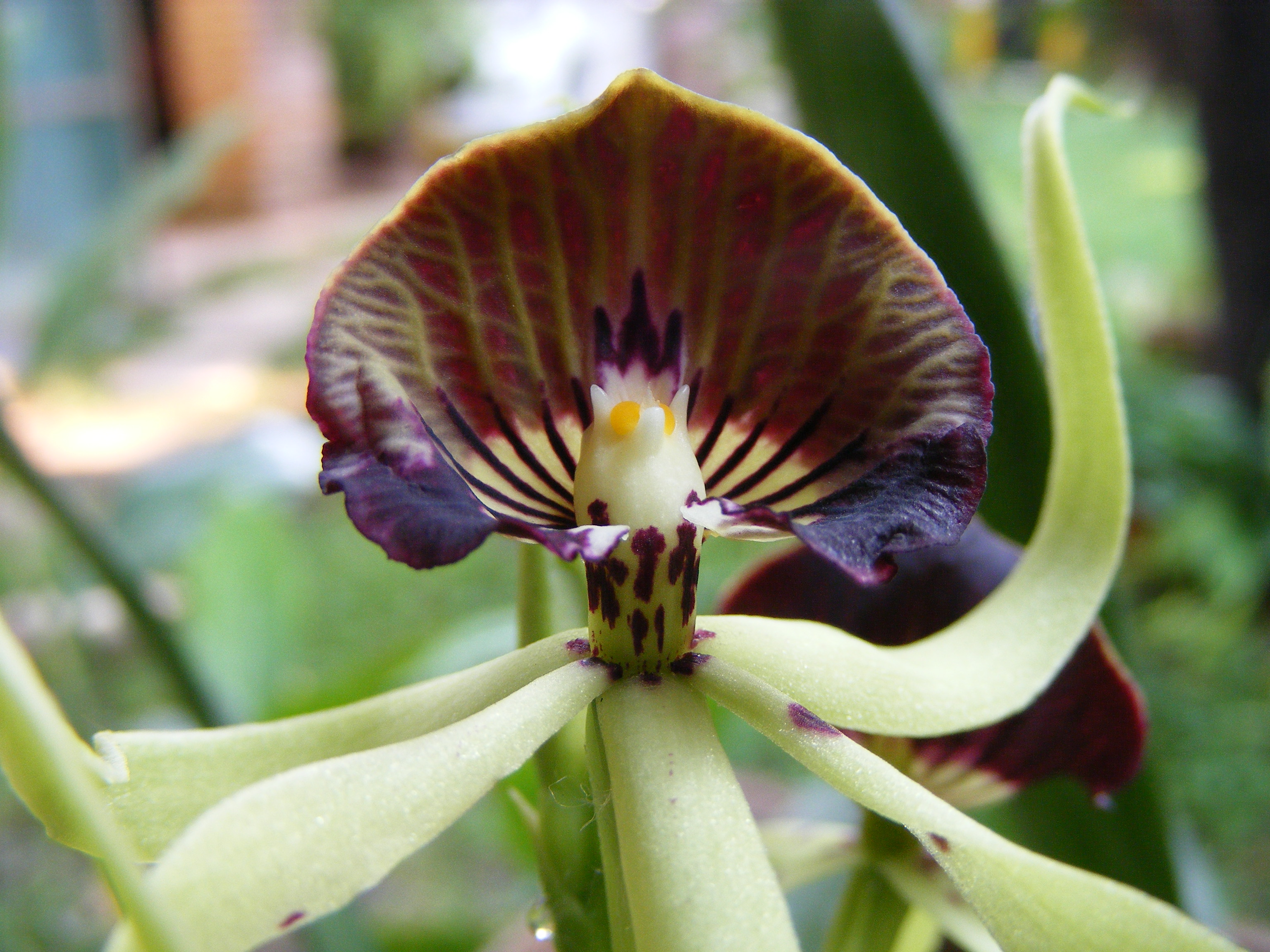 Một bông hoa lan đen (Prosthechea cochleata)
