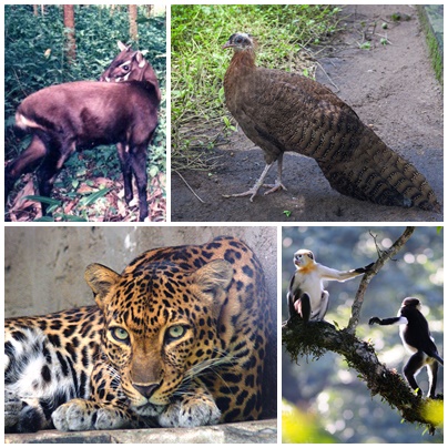 Spesies asli di Vietnam, mengikut arah jam dari kanan atas: argus jambul (sejenis burung kuang), douc berkaki merah, harimau bintang Indochina, dan saola