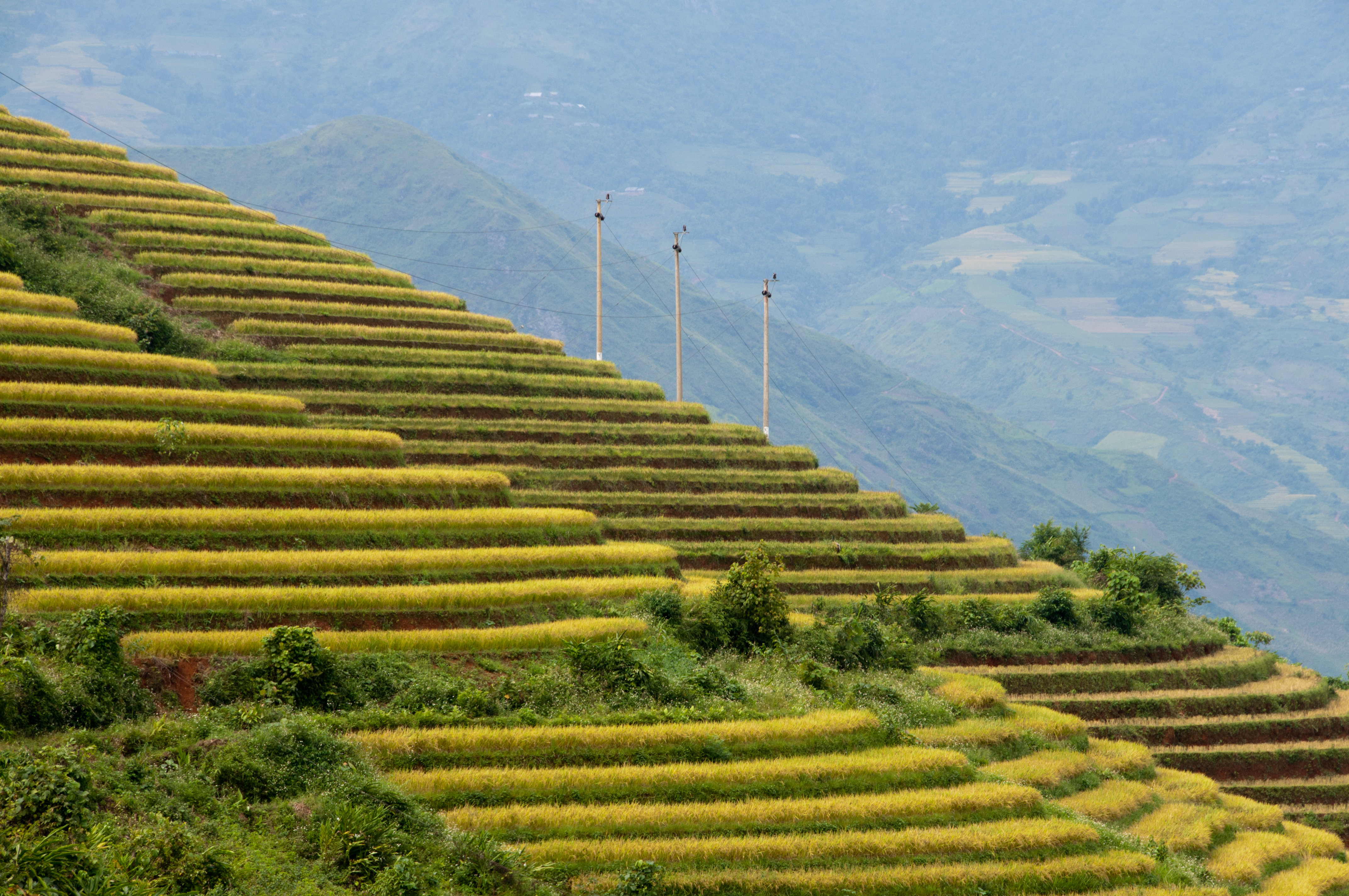 Sawah padi teres di Sa Pa