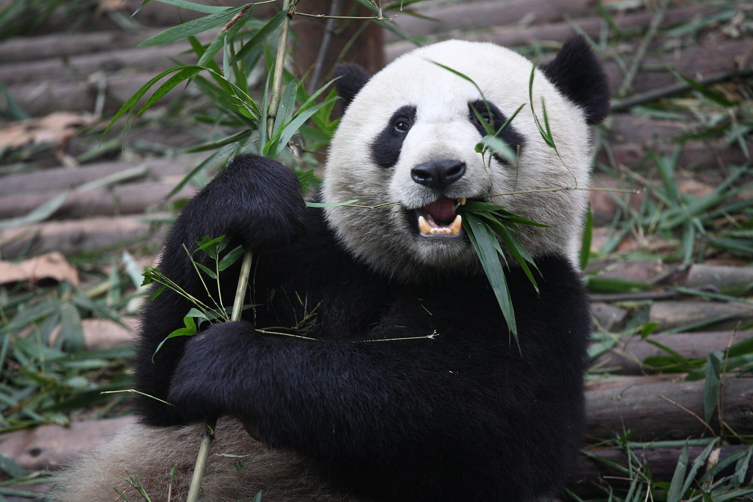 Seekor panda gergasi, spesies terancam dan endemik China yang paling terkenal, di Pangkalan Panda Chengdu di Sichuan.