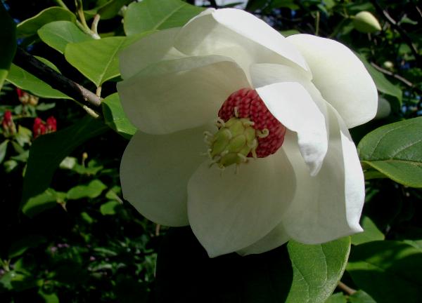 Bunga Mokran (Magnolia sieboldii)