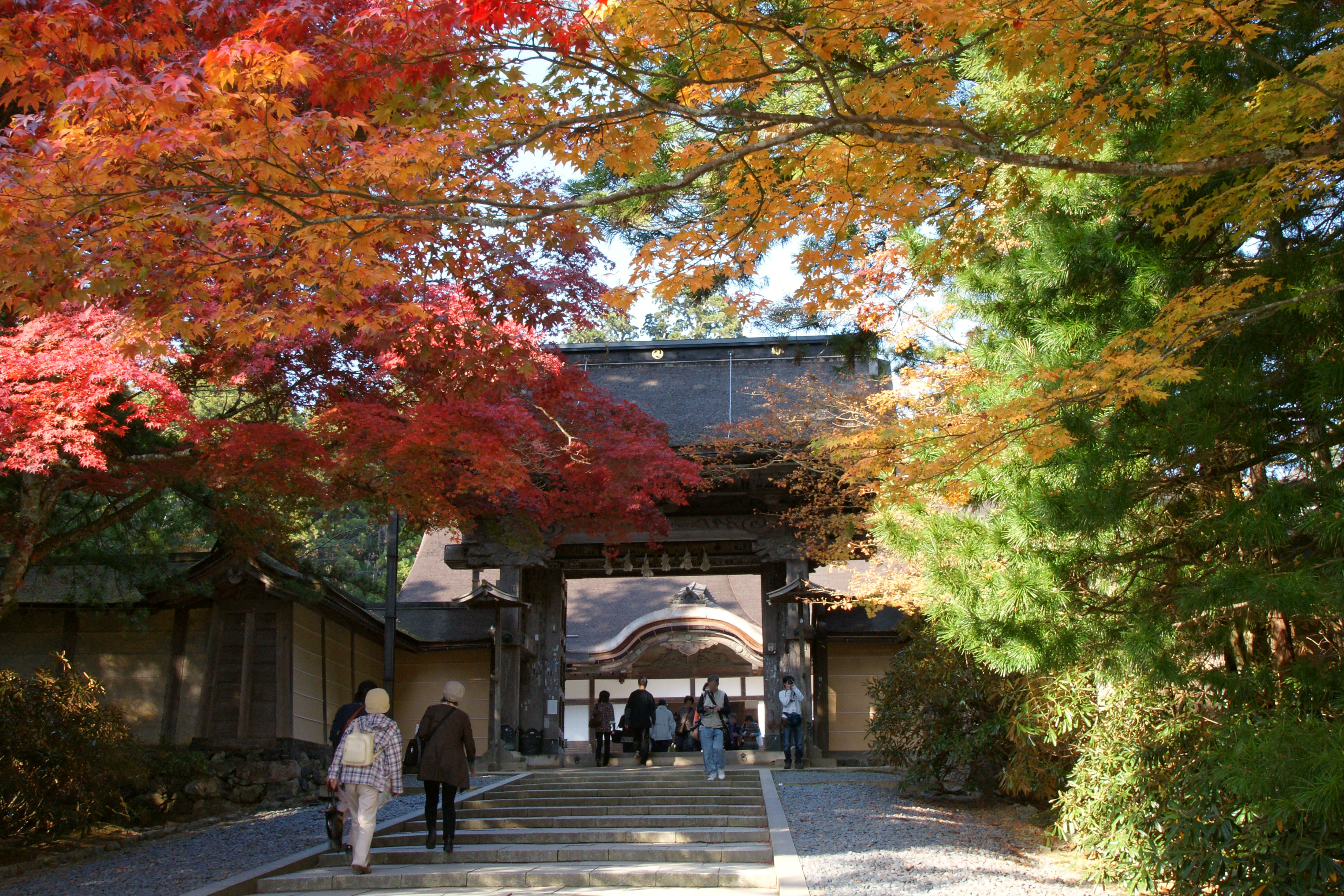 Daun pohon maple musim gugur (momiji (紅葉momijiBahasa Jepang)) di Kongōbu-ji di Gunung Kōya, sebuah Situs Warisan Dunia UNESCO