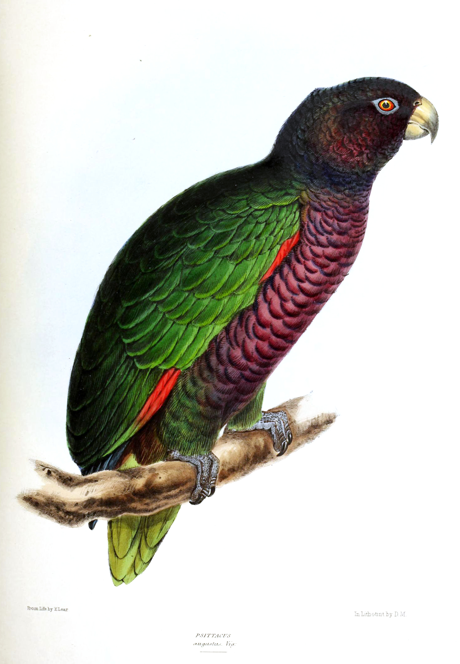 Burung beo Sisserou atau Imperial Amazon (Amazona imperialis), burung nasional Dominika.