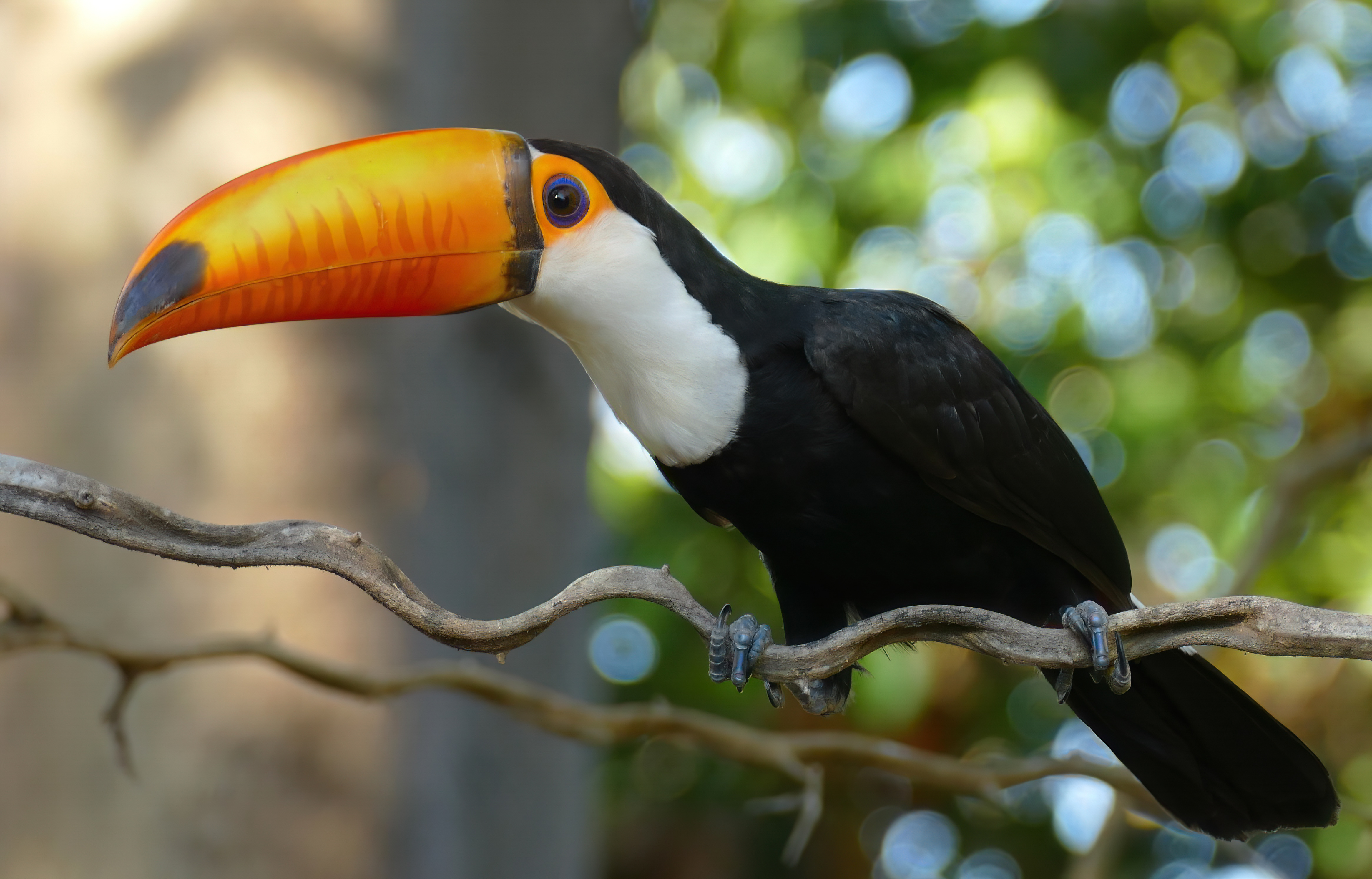 オニオオハシは、ブラジルのサバンナに典型的に見られる動物である。