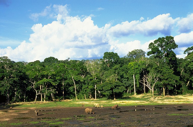 Rizab Dzanga-Sangha.