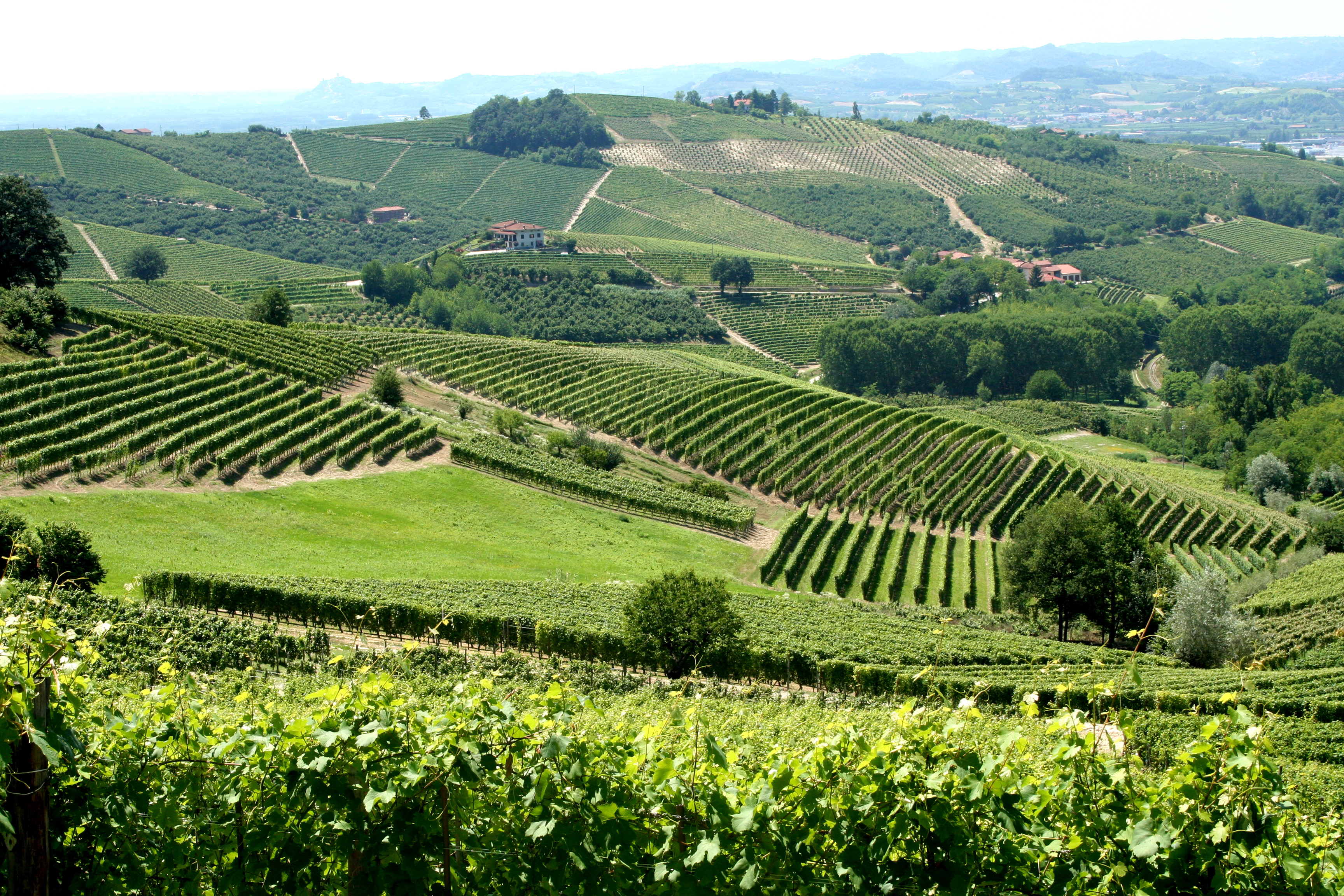 Kebun anggur di Langhe dan Montferrat, Piedmont. Italia adalah produsen anggur terbesar di dunia, dan memiliki varietas anggur asli terluas.