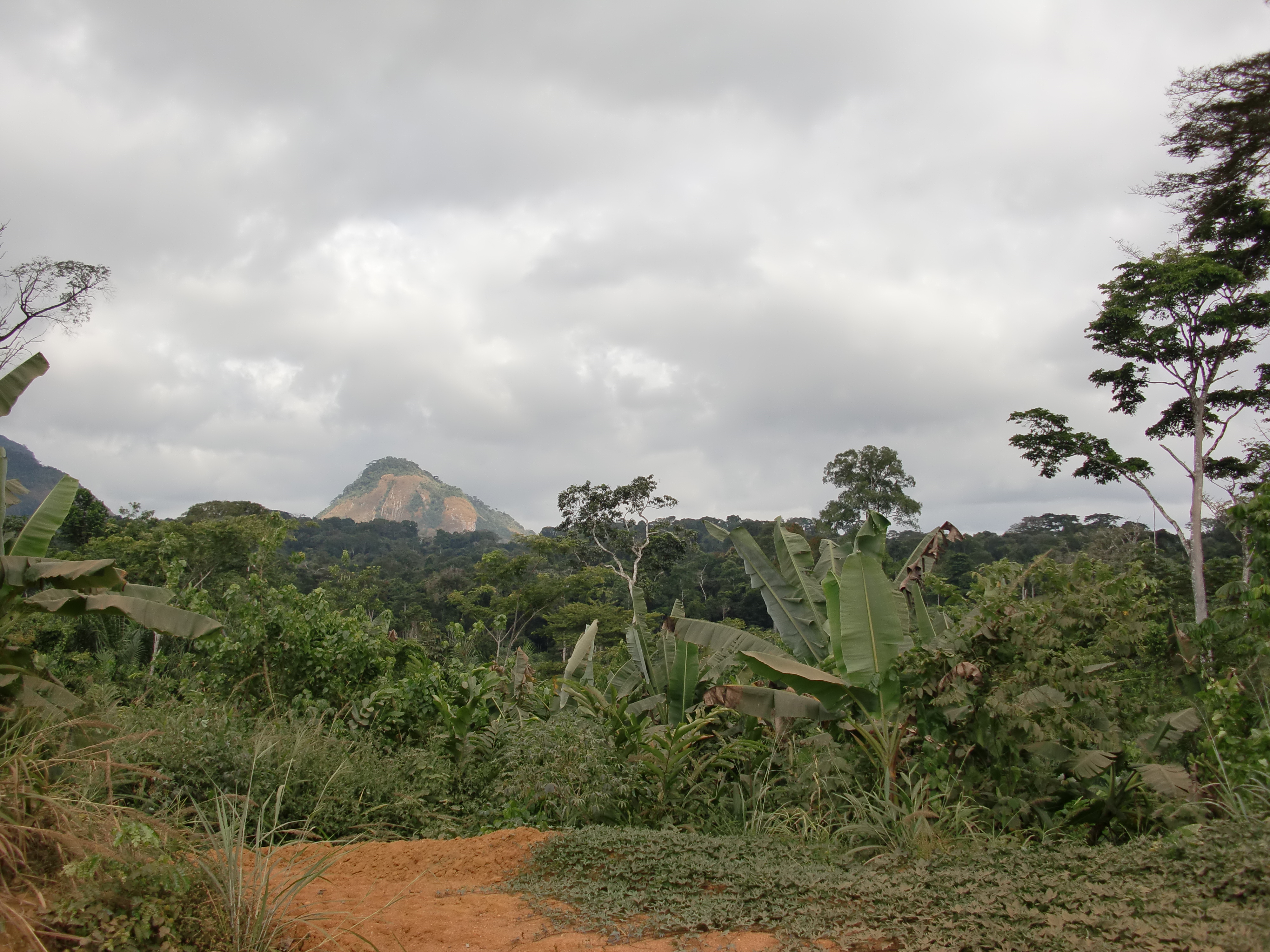 Jungle landscape near Ciudad de la Paz, illustrating the dense rainforest typical of mainland Equatorial Guinea.