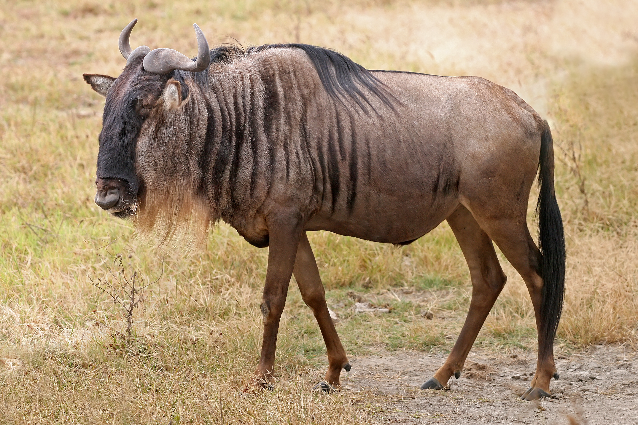 Wildebeest biru
