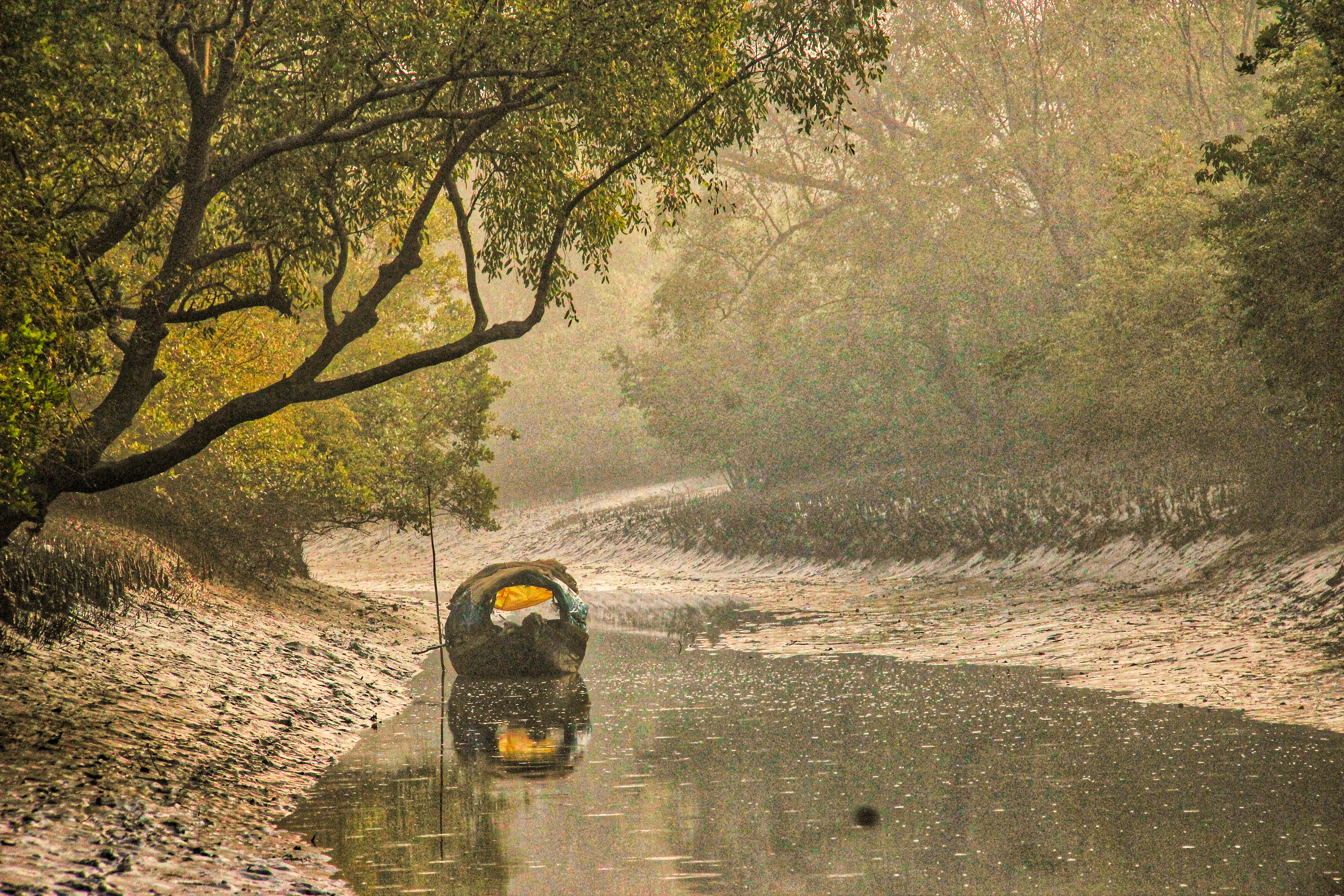 Sundarbans adalah hutan bakau terbesar di dunia