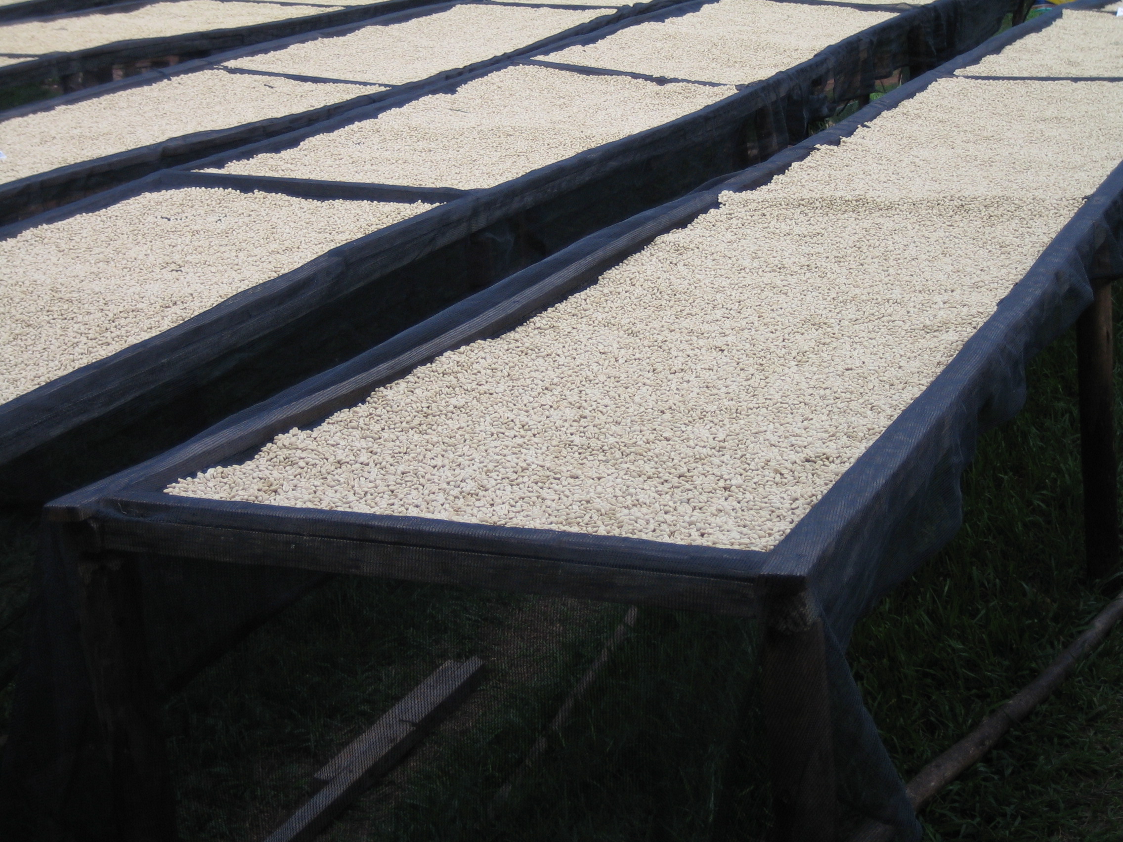 Biji kopi dijemur di Maraba. Kopi merupakan salah satu sumber pendapatan utama Rwanda.