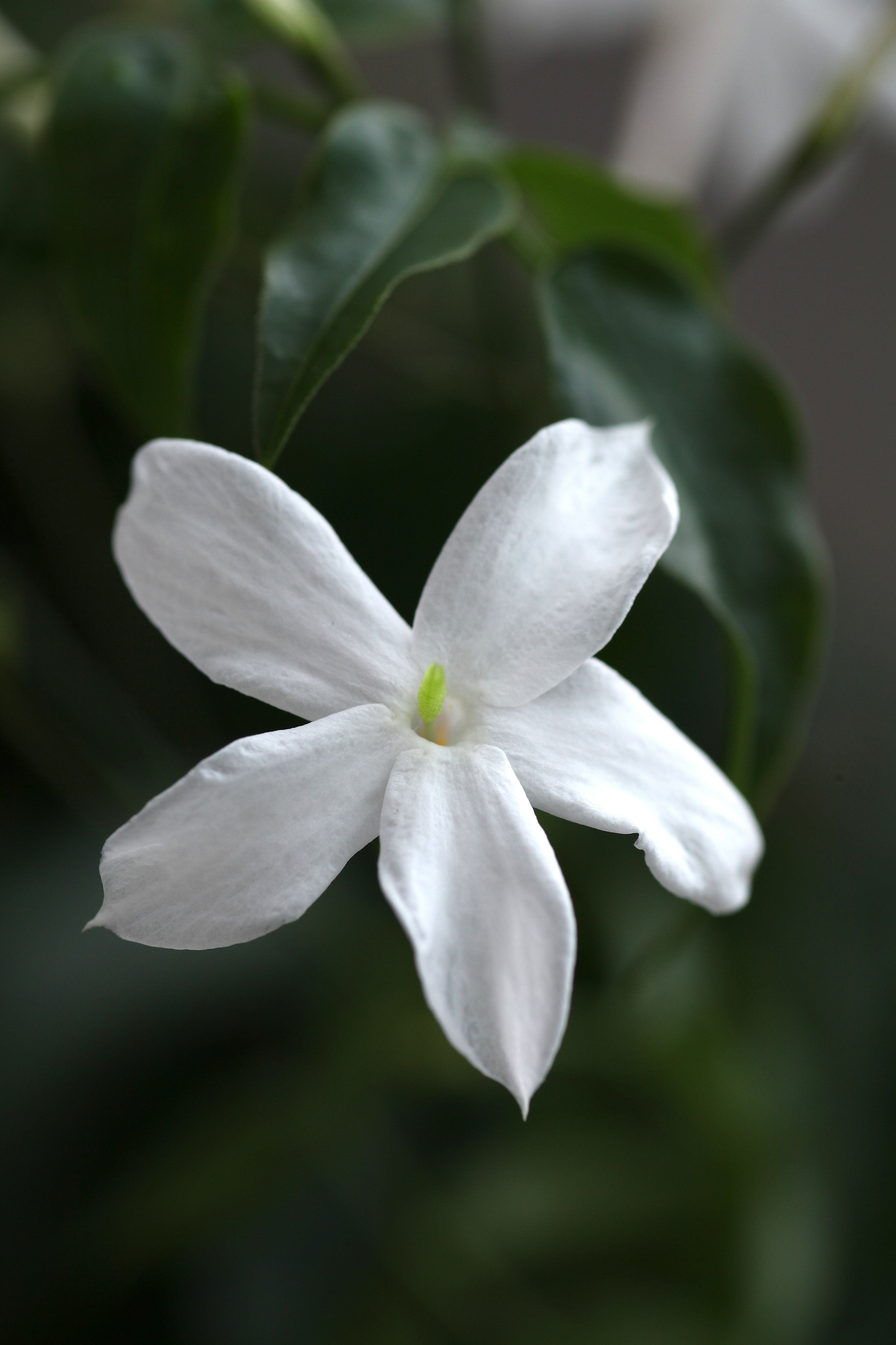 Hoa Nhài thuốc (Jasminum officinale)