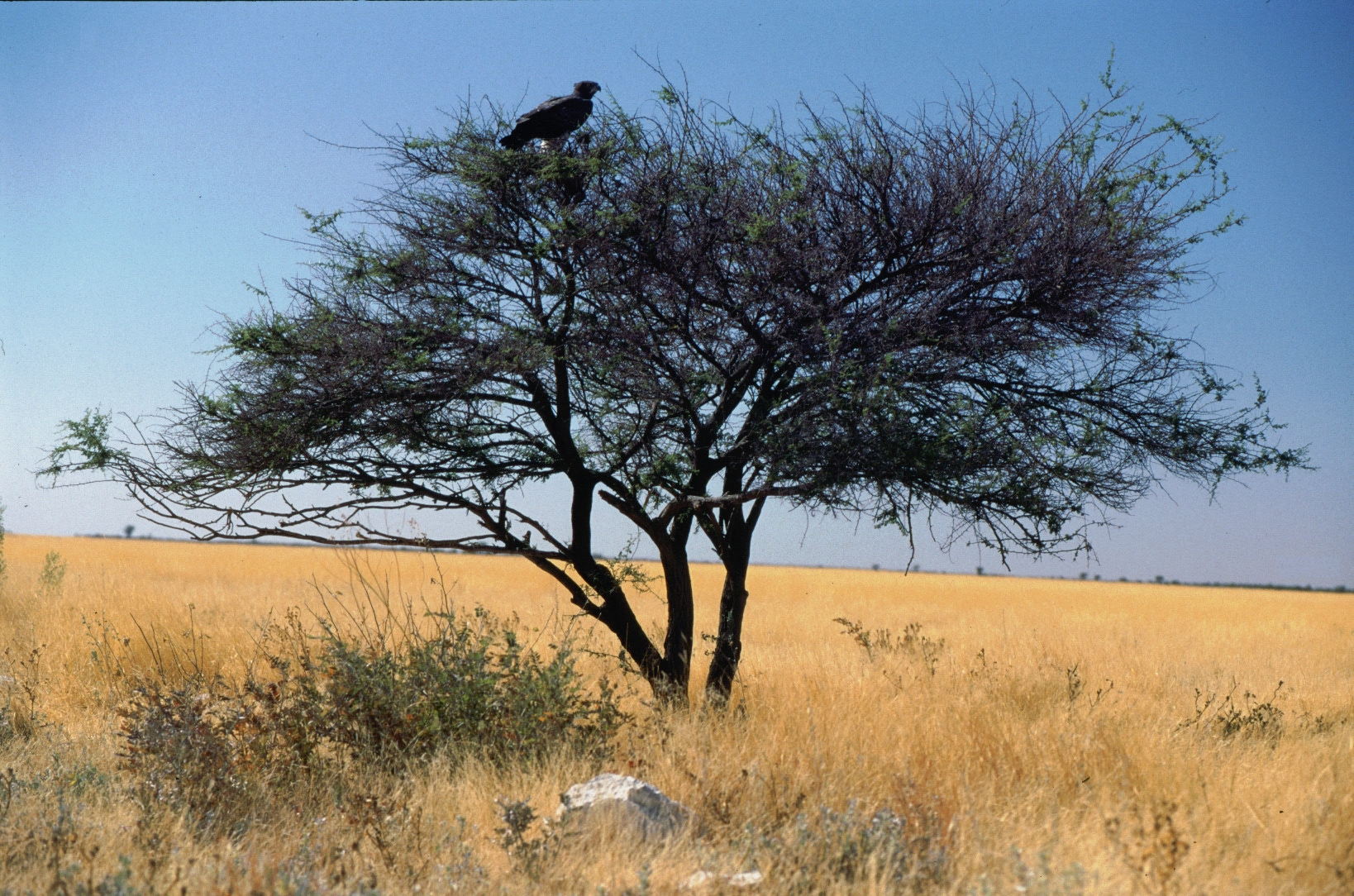 A Martial eagle perched in an acacia tree in Togo's open savanna, representative of the country's diverse avian wildlife.