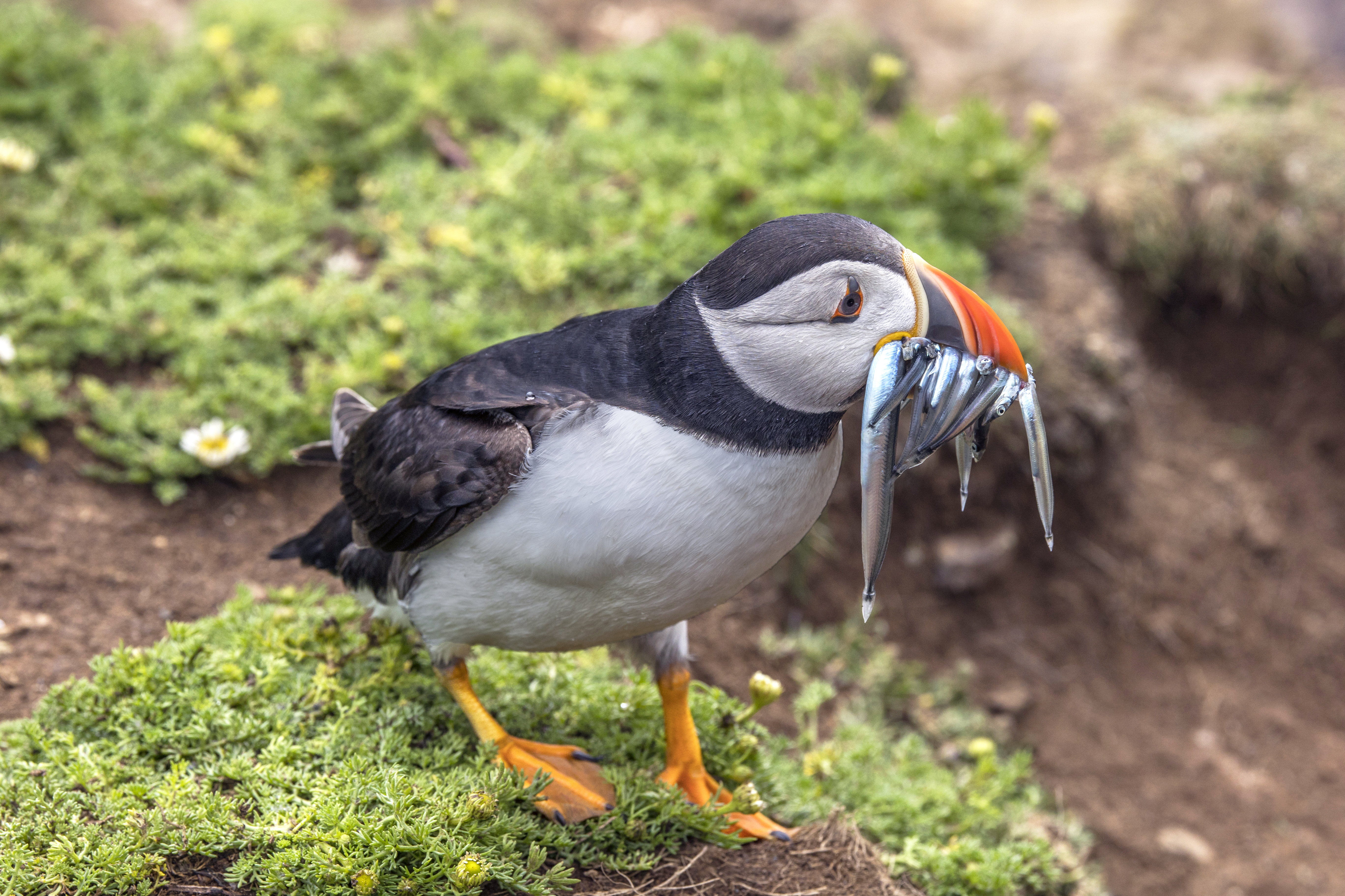 Puffin Atlantik yang terancam punah dengan paruh bergaris oranye khasnya sedang memakan belut pasir kecil di garis pantai Britania