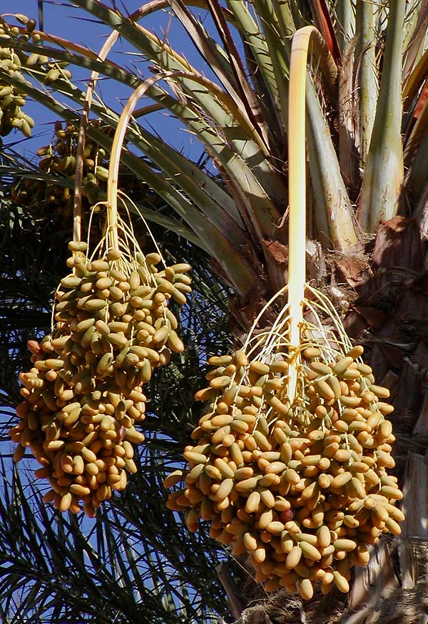 Kurma di atas pokok kurma