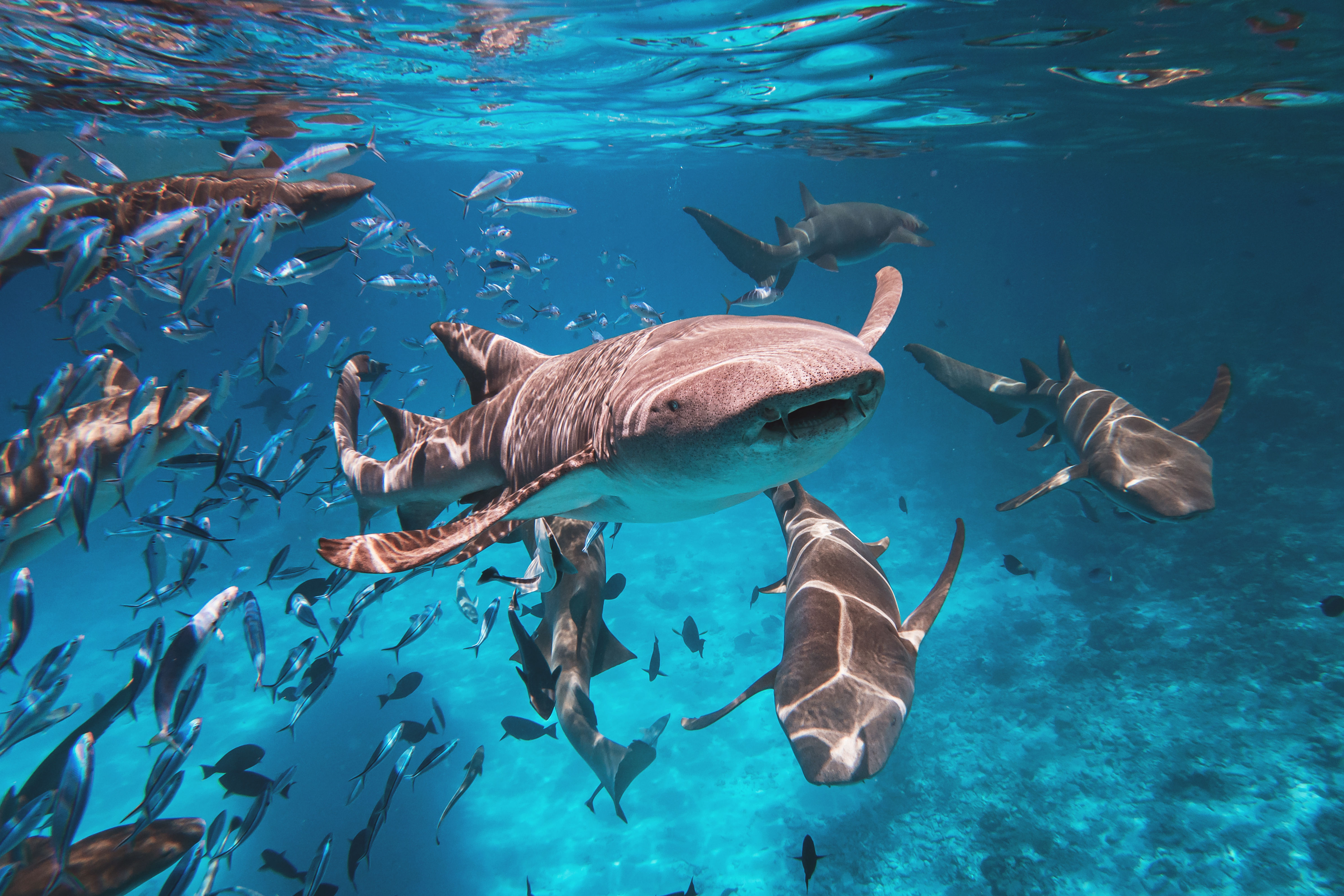 Yu Tawny nurse shark berhampiran Atol Vaavu