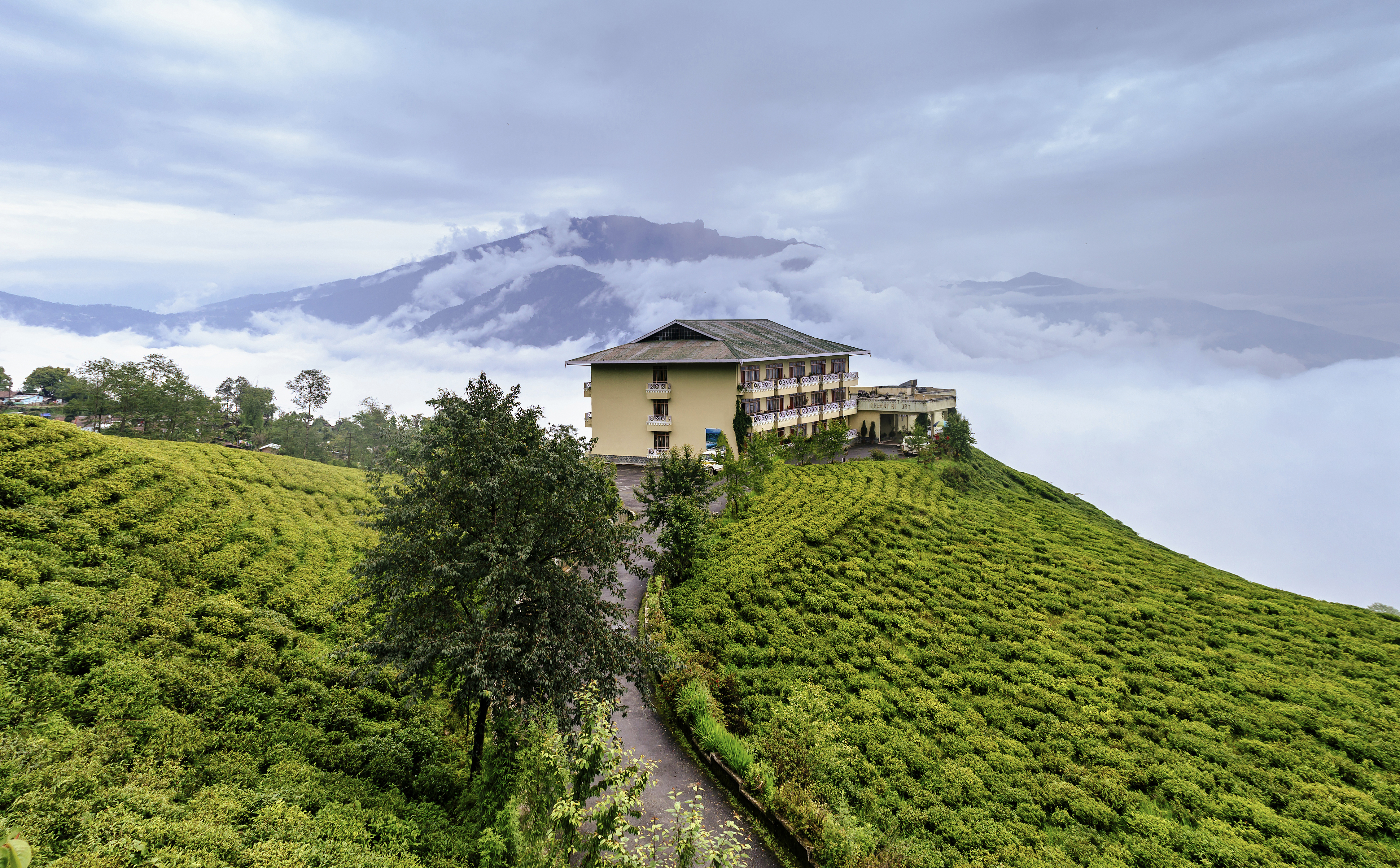 Kebun teh di Sikkim. India, produsen teh terbesar kedua di dunia, adalah negara dengan satu miliar peminum teh, yang mengonsumsi 70% dari hasil teh India.