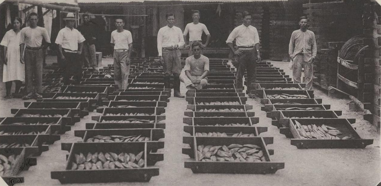 Produksi ikan cakalang kering (katsuobushi) di Chuuk pada tahun 1931, menunjukkan salah satu kegiatan ekonomi di masa Jepang.
