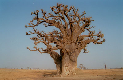 The Baobab tree is a common sight in Senegal and a national symbol.