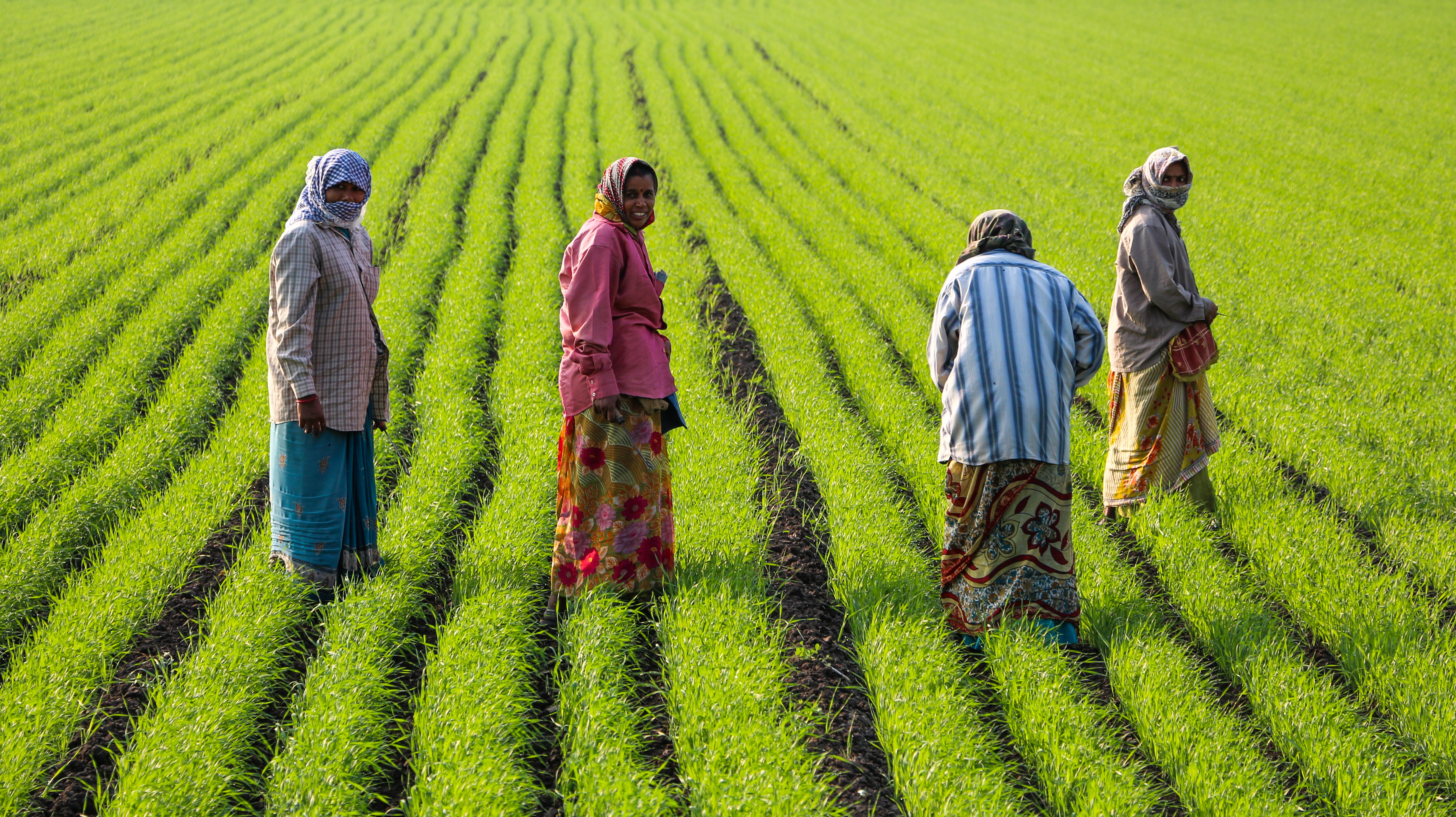 Wanita menjaga sawah padi yang baru ditanam di daerah Junagadh di Gujarat. 55% daripada tenaga kerja wanita India bekerja dalam bidang pertanian pada 2019.