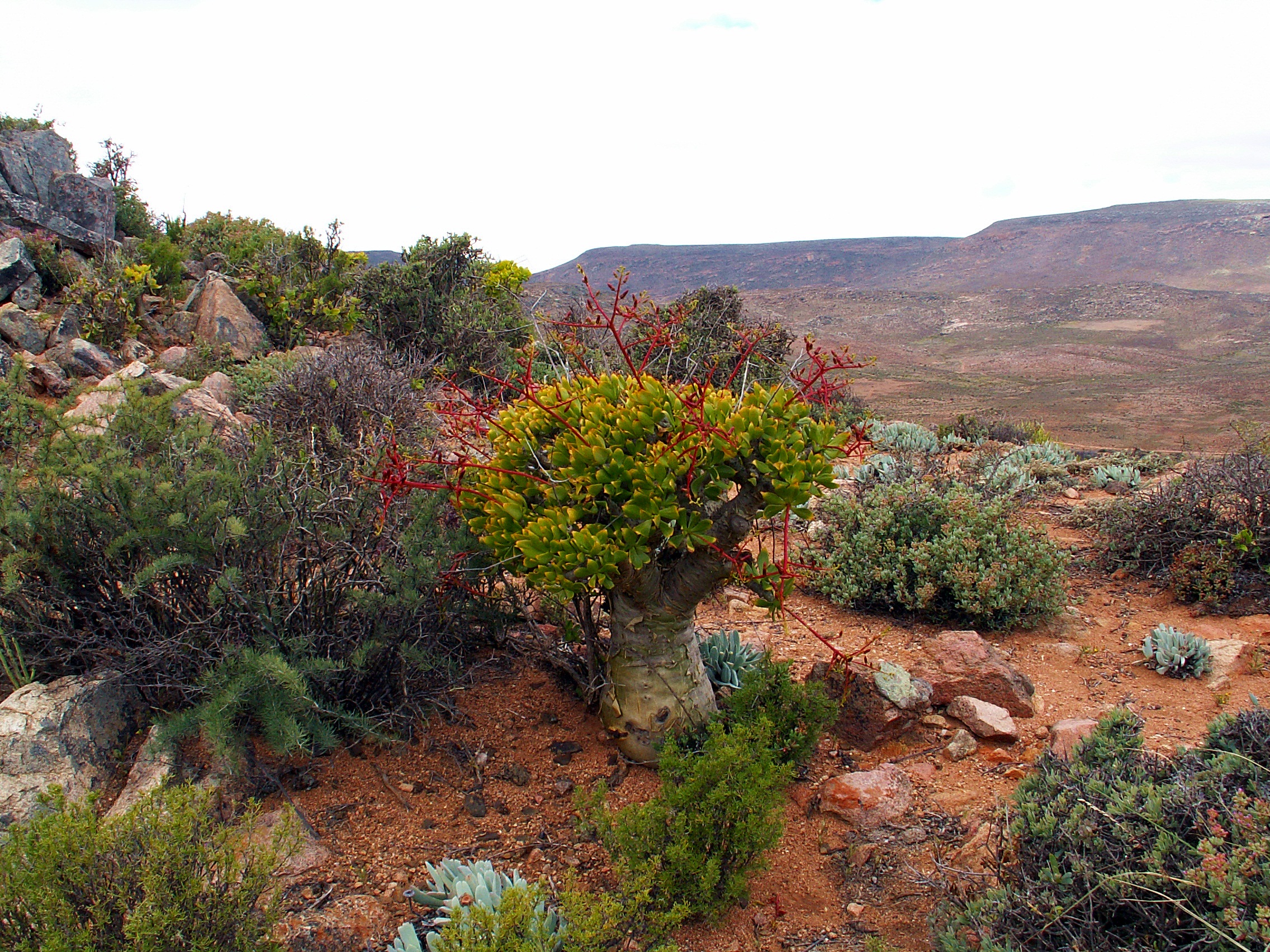 Lanskap Budaya dan Botani Richtersveld - (2007, budaya)