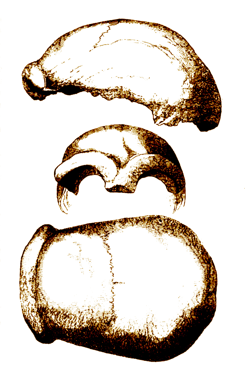 Gambaran tengkorak Homo neanderthalensis.