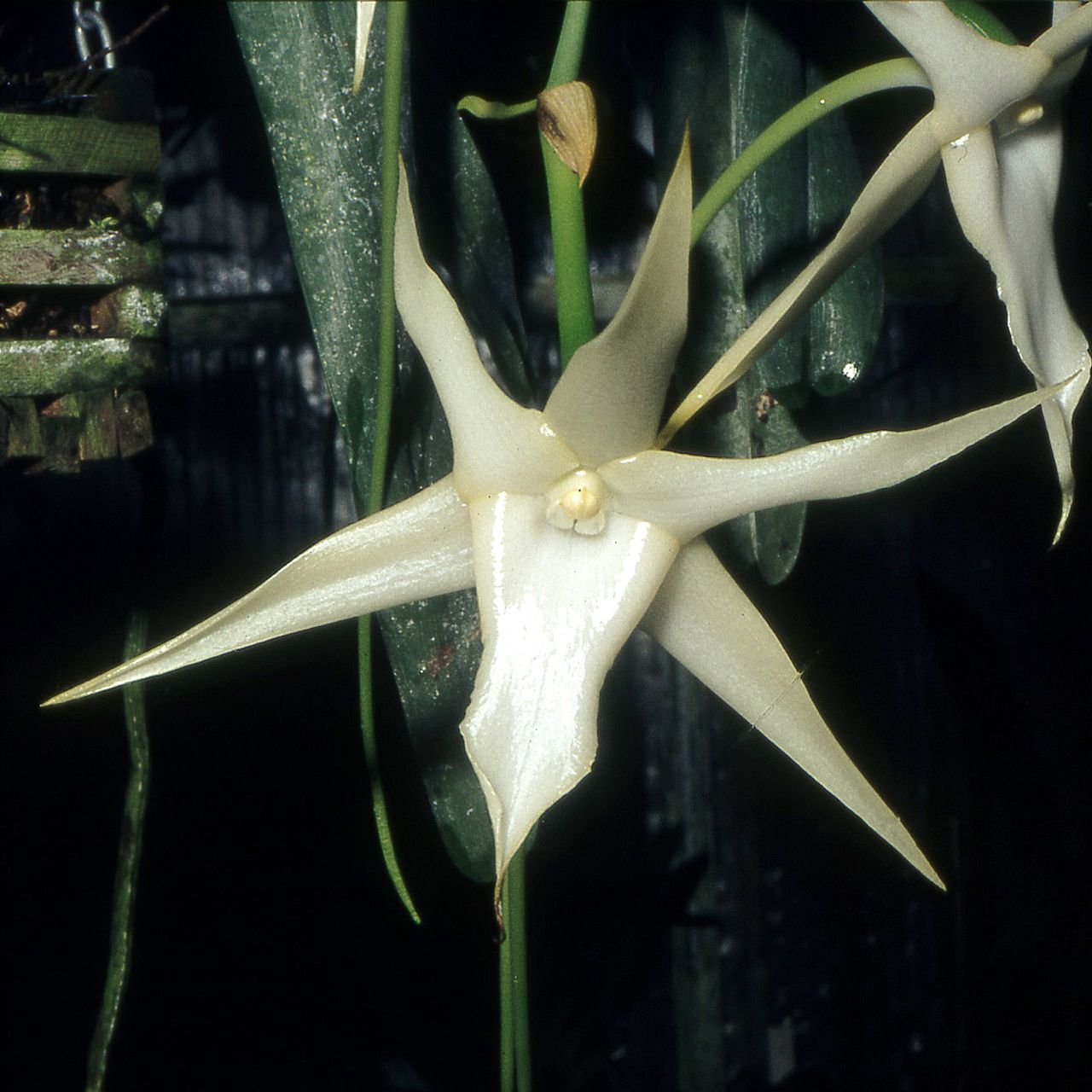 Orkid komet (Angraecum sesquipedale), bunga orkid ini mempunyai taji yang sangat panjang dan didebungakan oleh spesies rama-rama elang dengan probosis sepanjang yang sepadan.