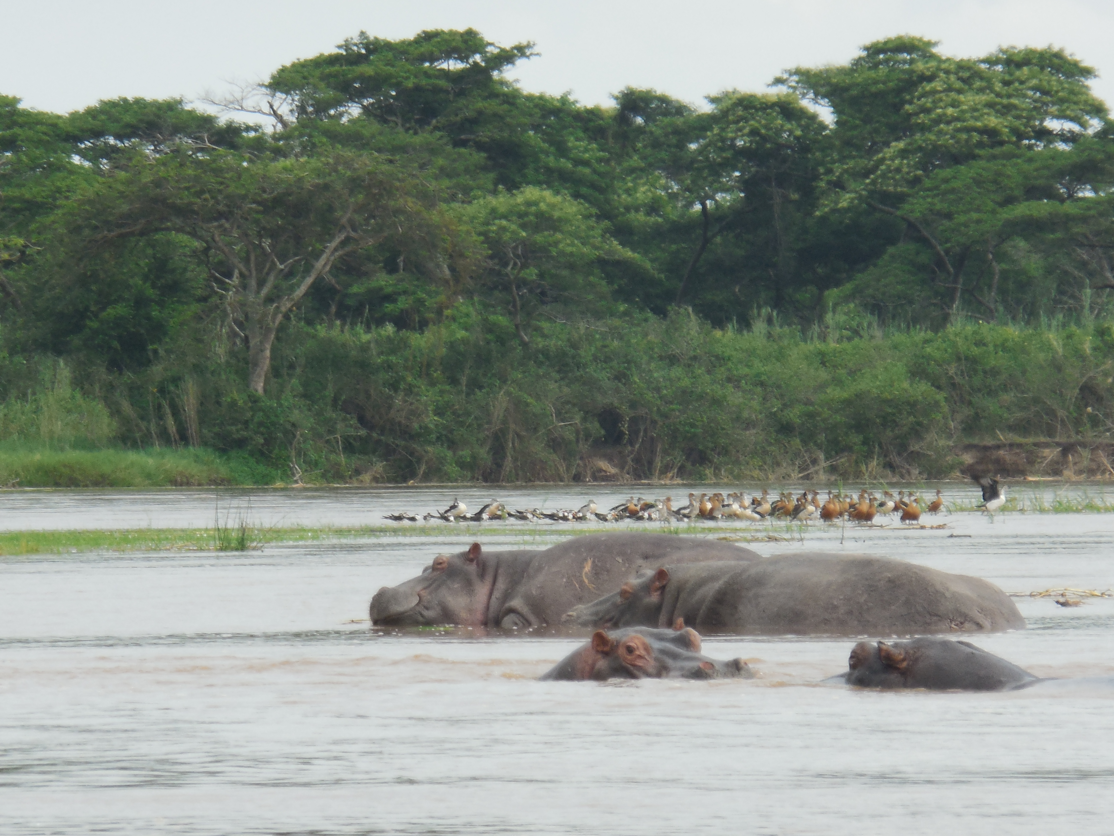 Badak air di Taman Negara Kibira di barat laut Burundi