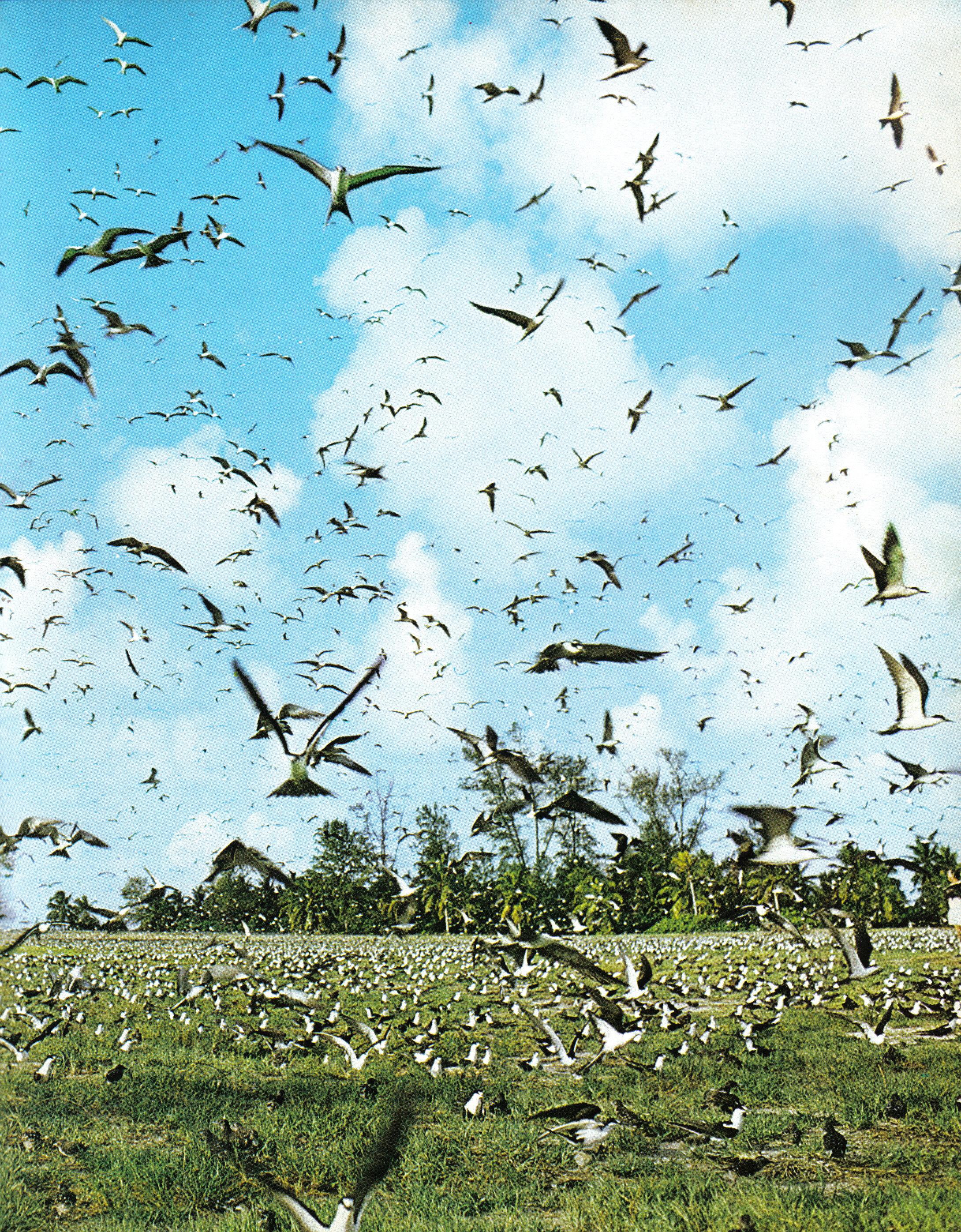 Kumpulan burung di Pulau Bird, Seychelles