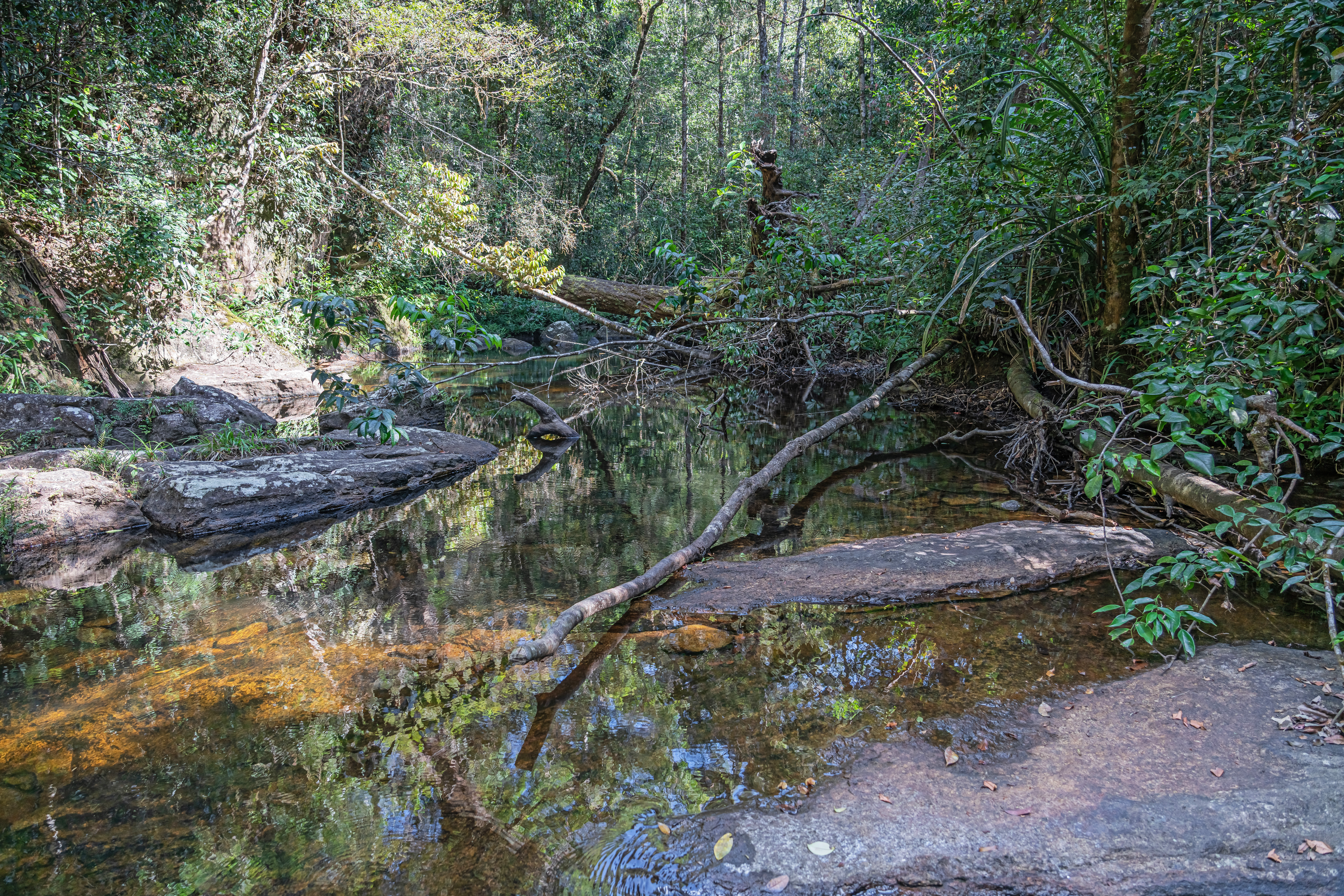 Cagar Hutan Sinharaja
