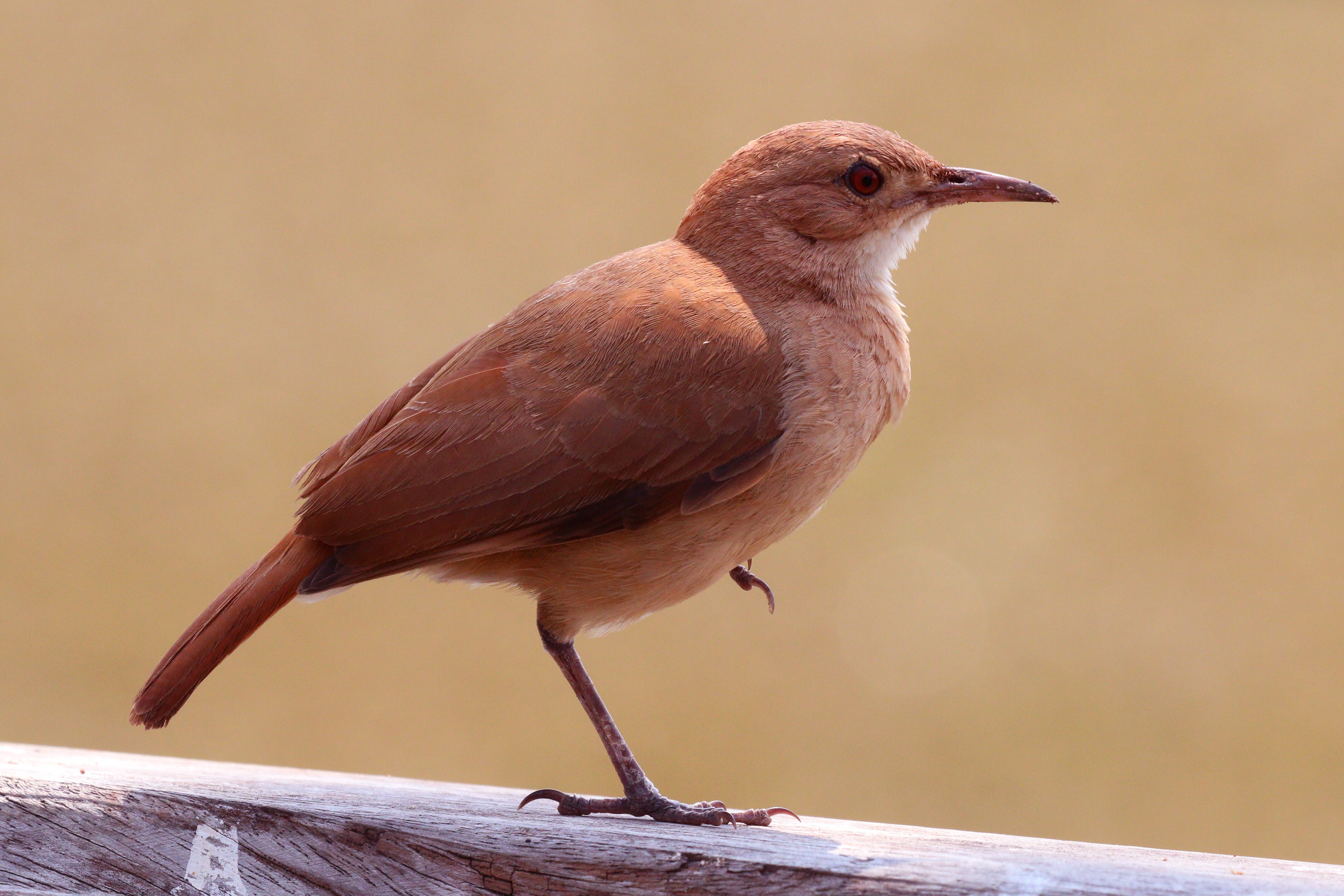 The Rufous hornero is the national bird of Argentina.