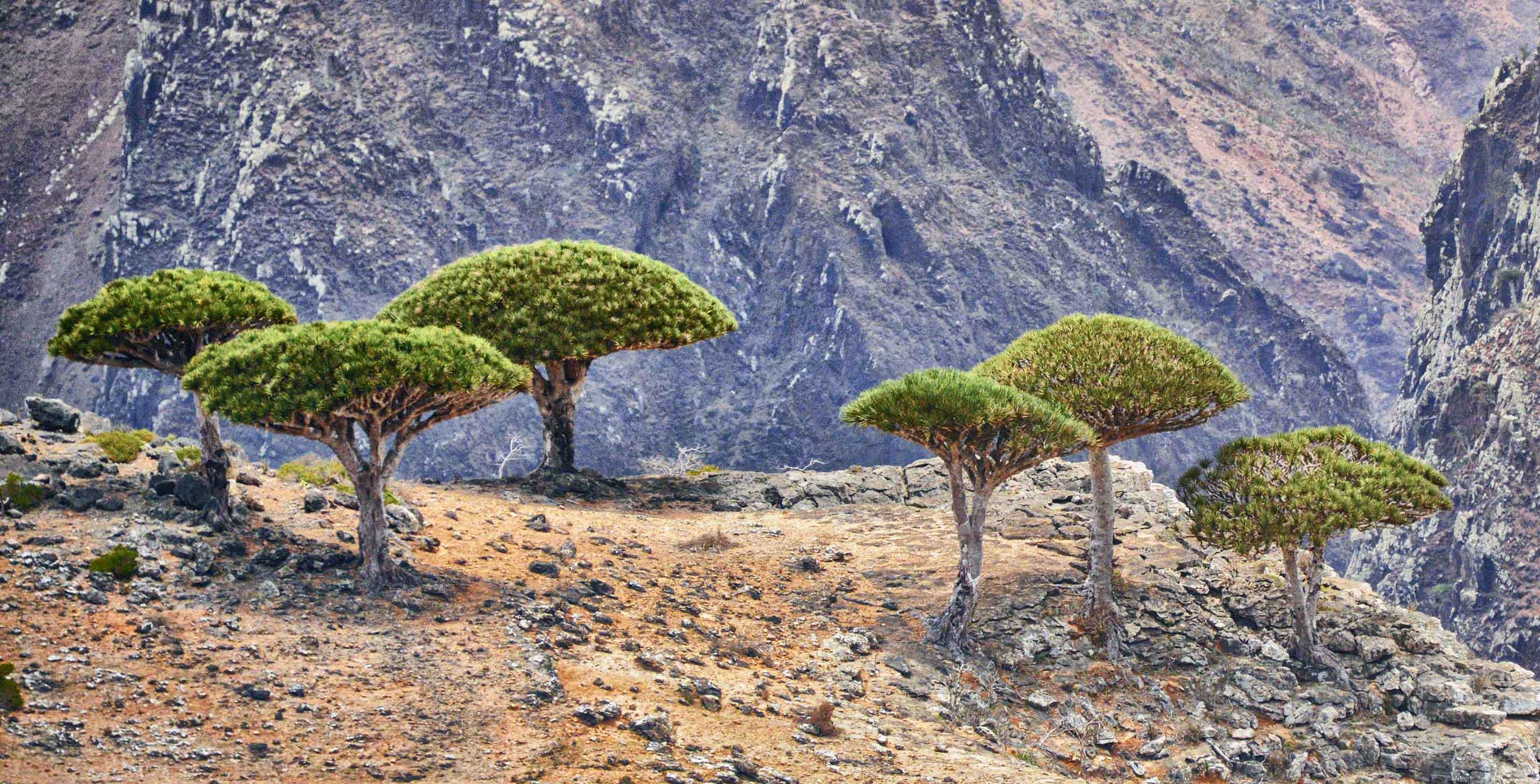 Pokok Darah Naga di pinggir gaung di Pulau Socotra