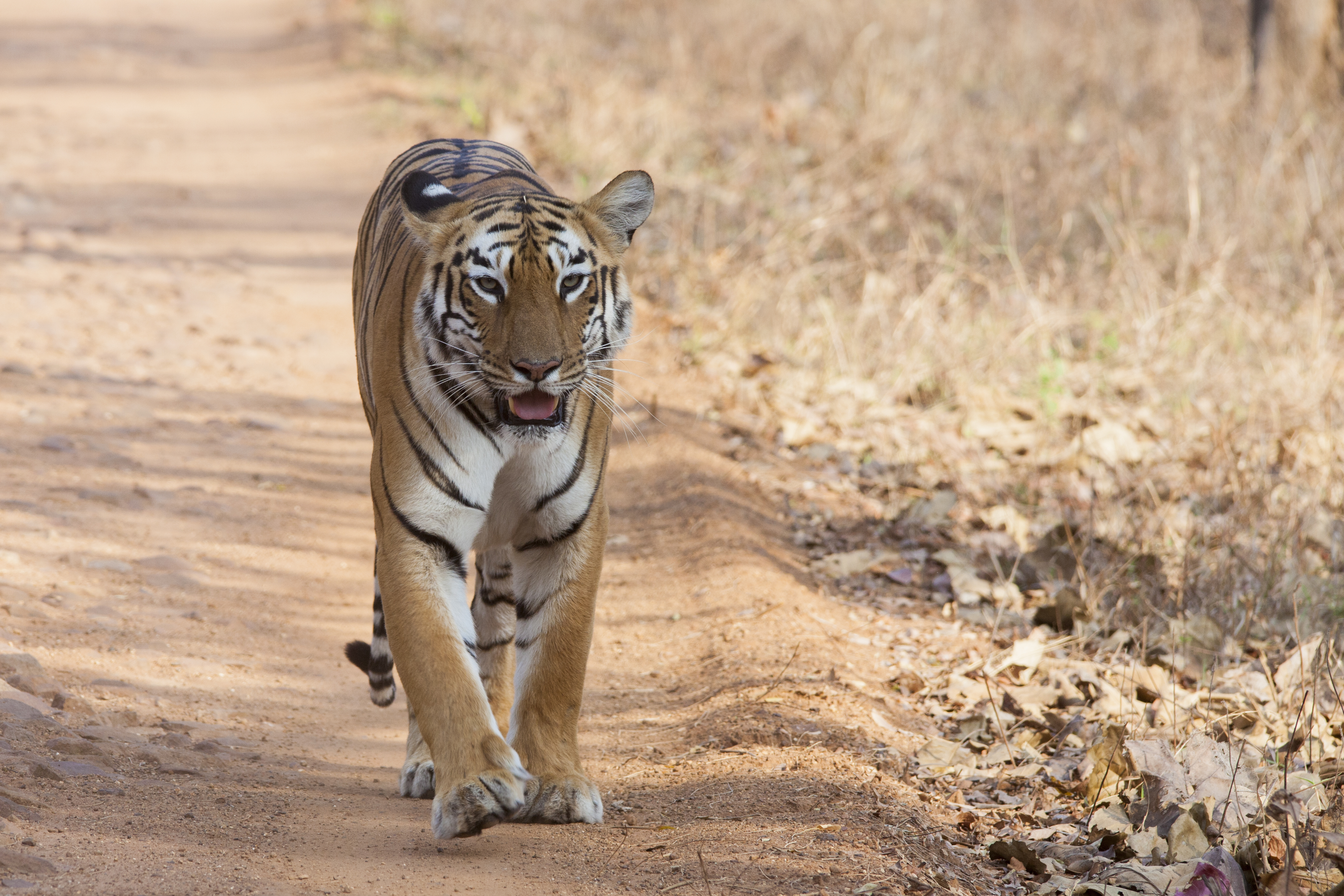 India mempunyai majoriti harimau liar di dunia, kira-kira 3,170 ekor pada tahun 2022.