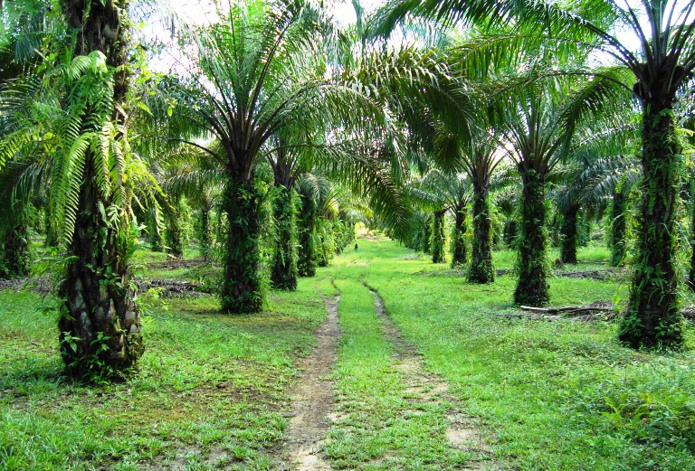 Perladangan minyak sawit di Kabupaten Kampar, Riau. Indonesia adalah pengeluar minyak sawit terbesar di dunia.