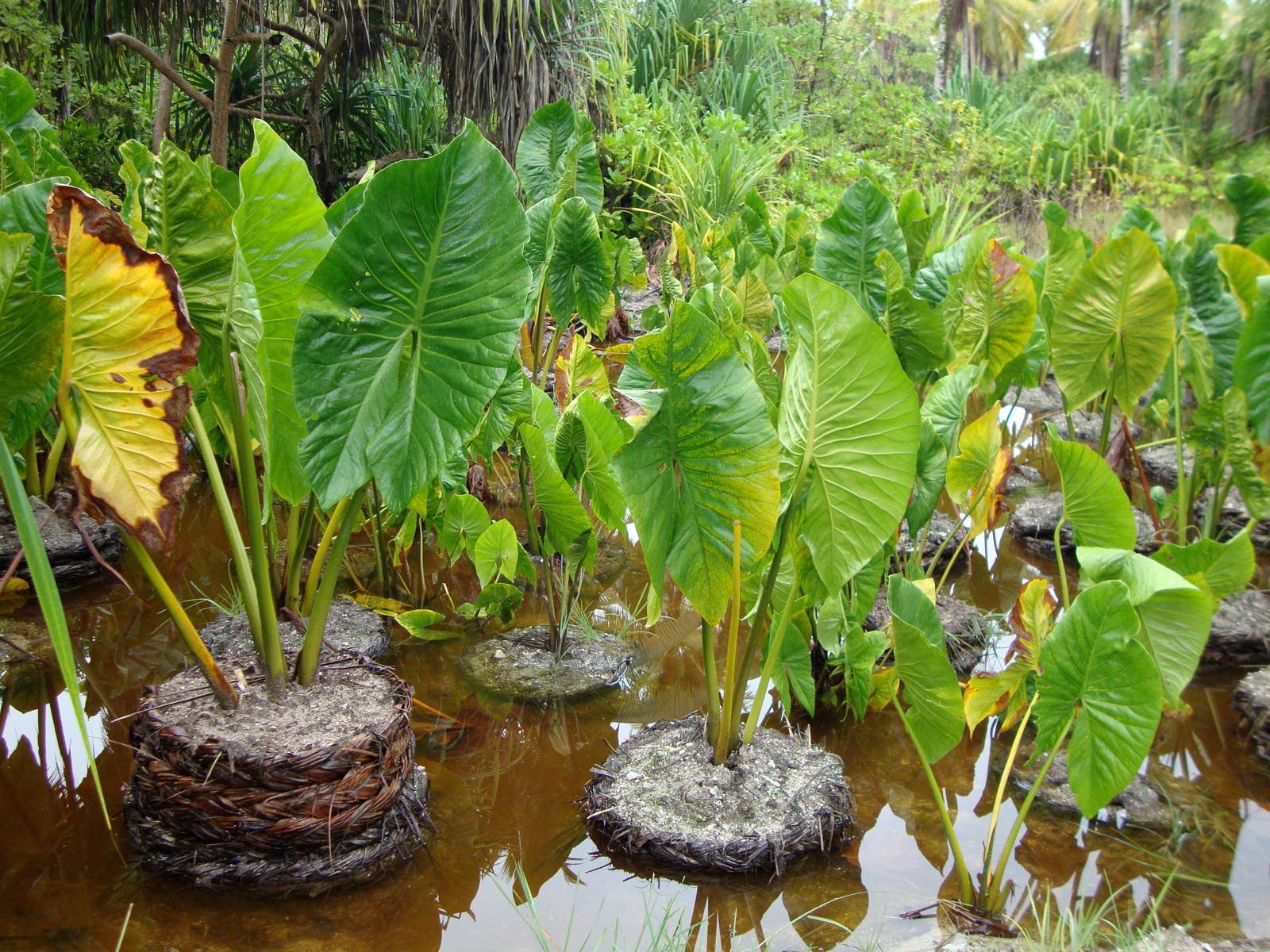 Penanaman Bwabwai di Butaritari