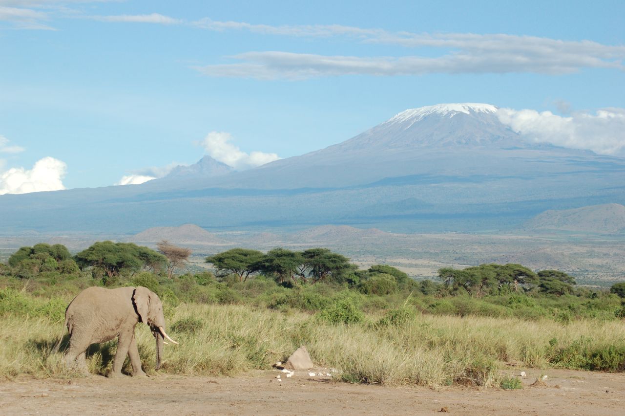 Một con voi đi ngang qua Núi Kilimanjaro phủ tuyết