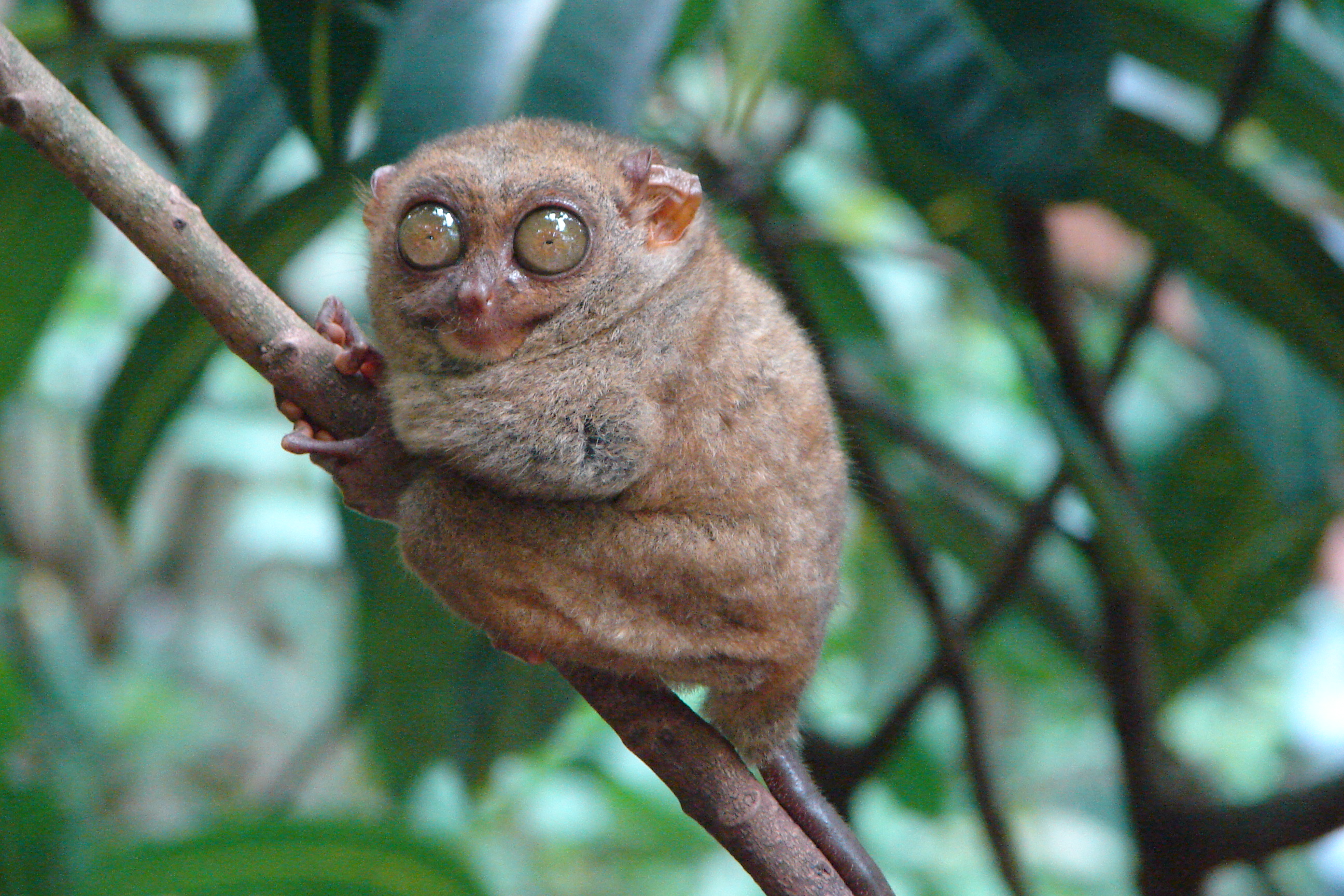 Tarsier Filipina (Tarsius syrichta), salah satu primat terkecil.