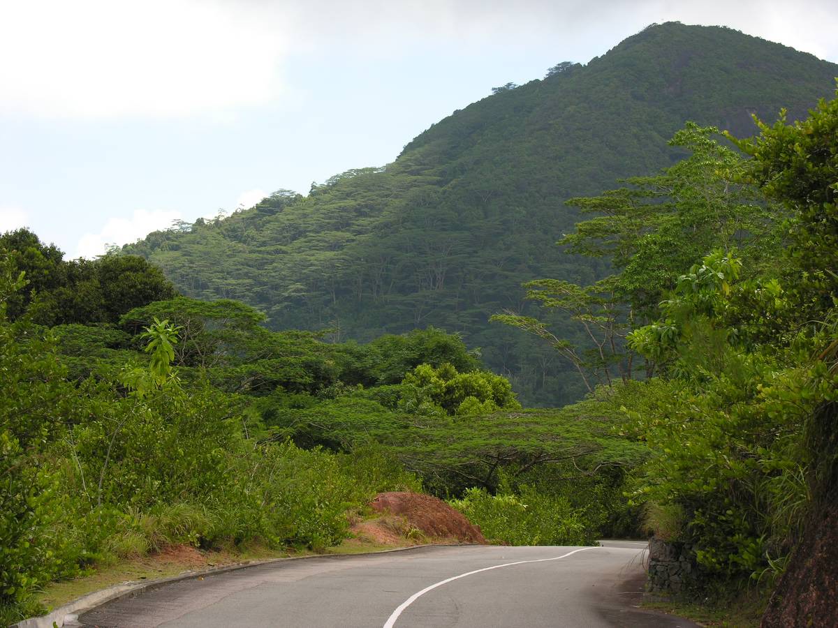 マヘ島の鬱蒼とした森林