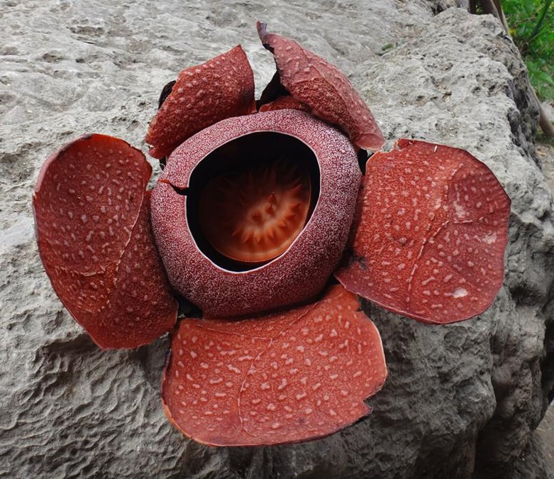 Rafflesia speciosa endemik di pulau Panay.