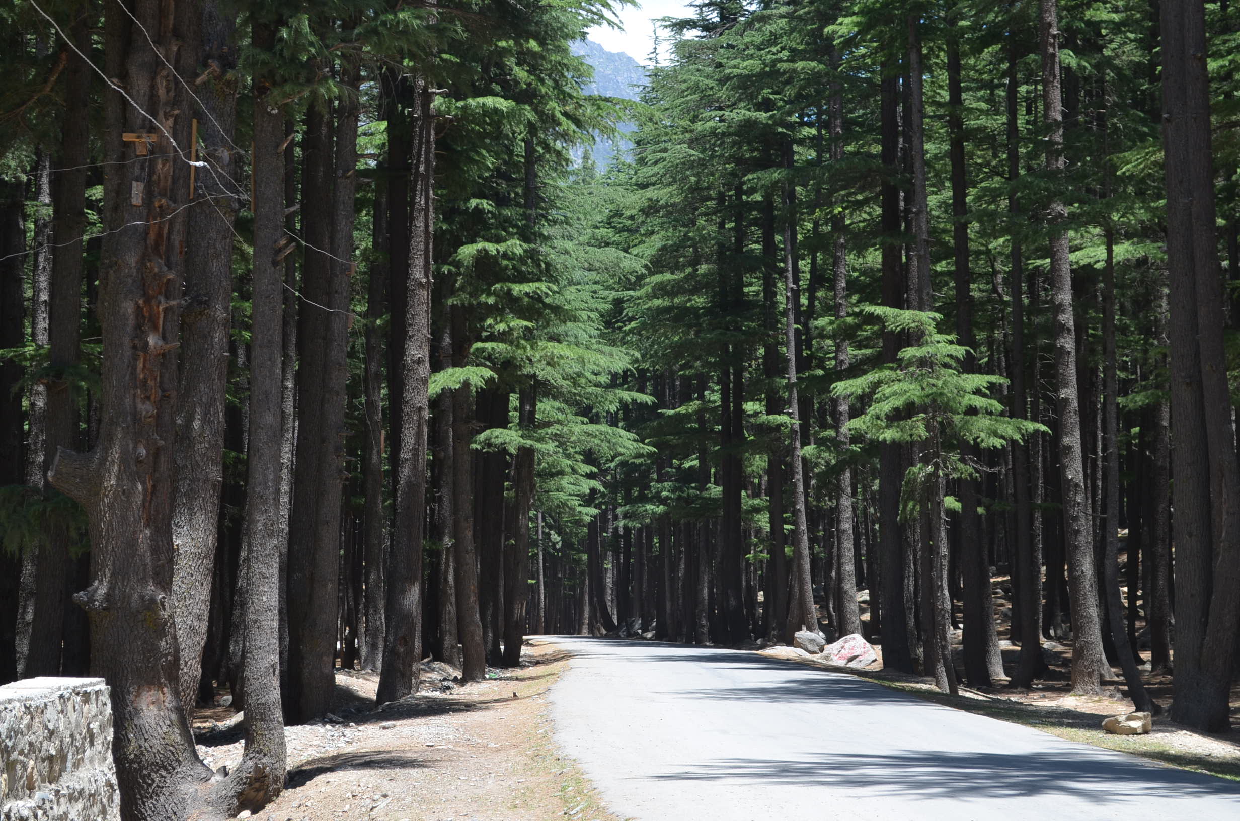 Tuyết tùng Deodar (Cedrus deodara)