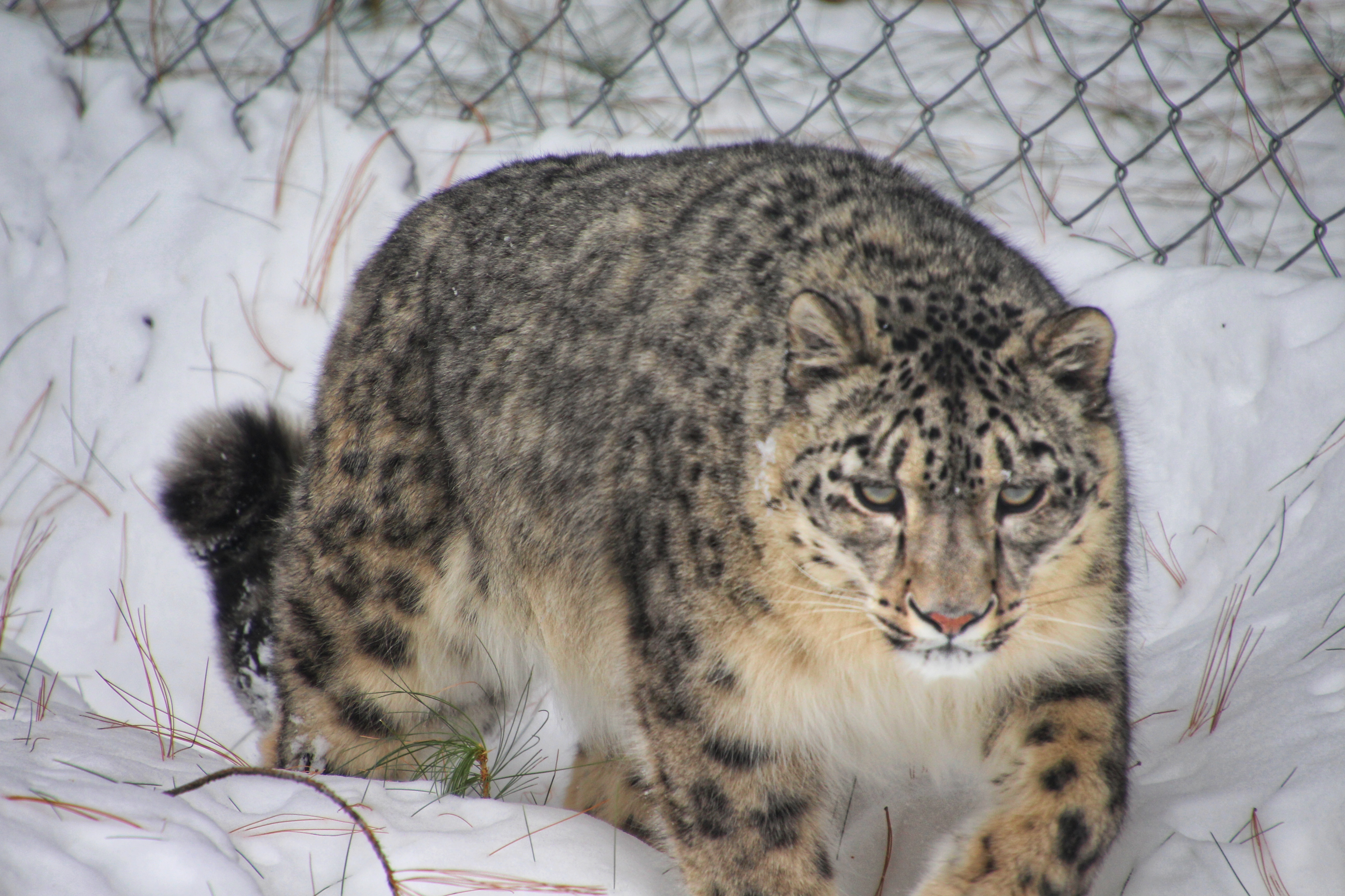 国の遺産哺乳類ユキヒョウ