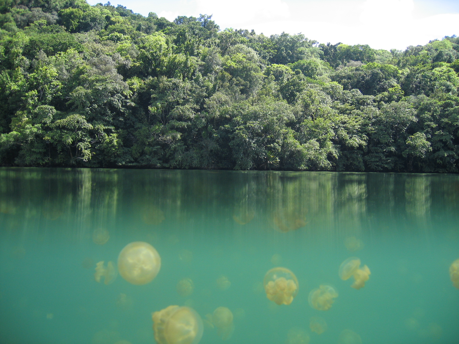 Hồ Sứa, một phần của Di sản Thế giới Quần đảo Rock Nam Laguna.